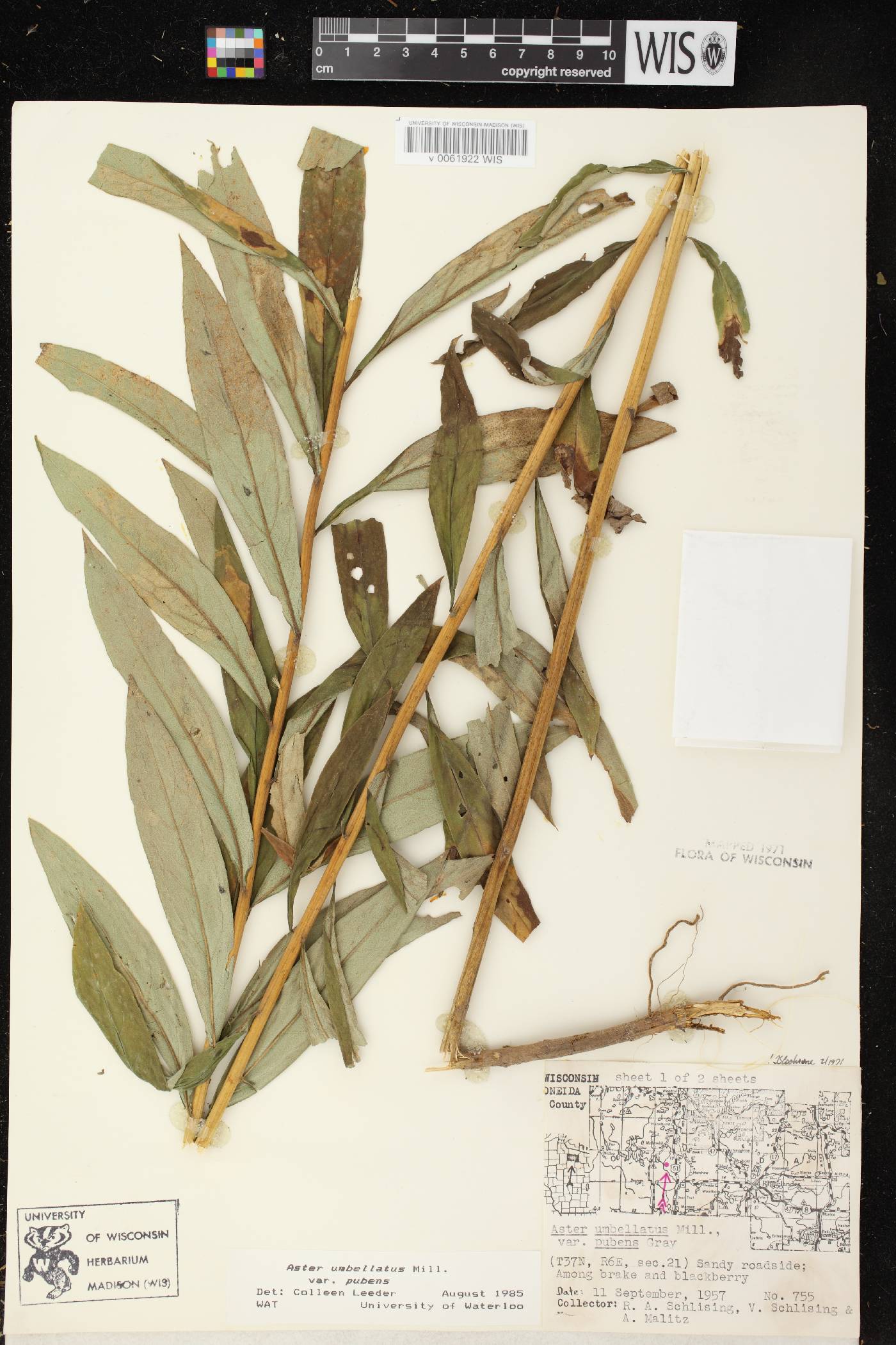 Doellingeria umbellata var. pubens image