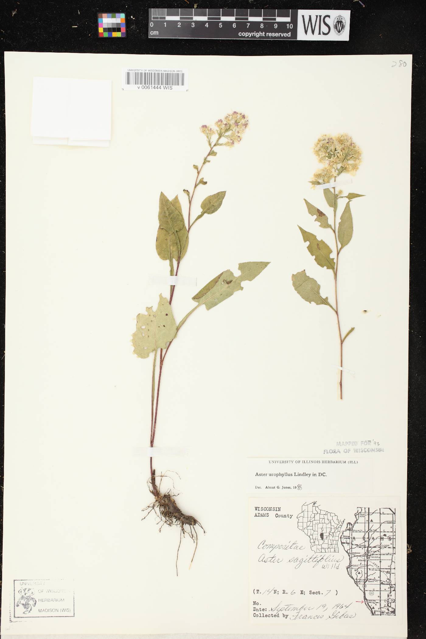 Symphyotrichum urophyllum image