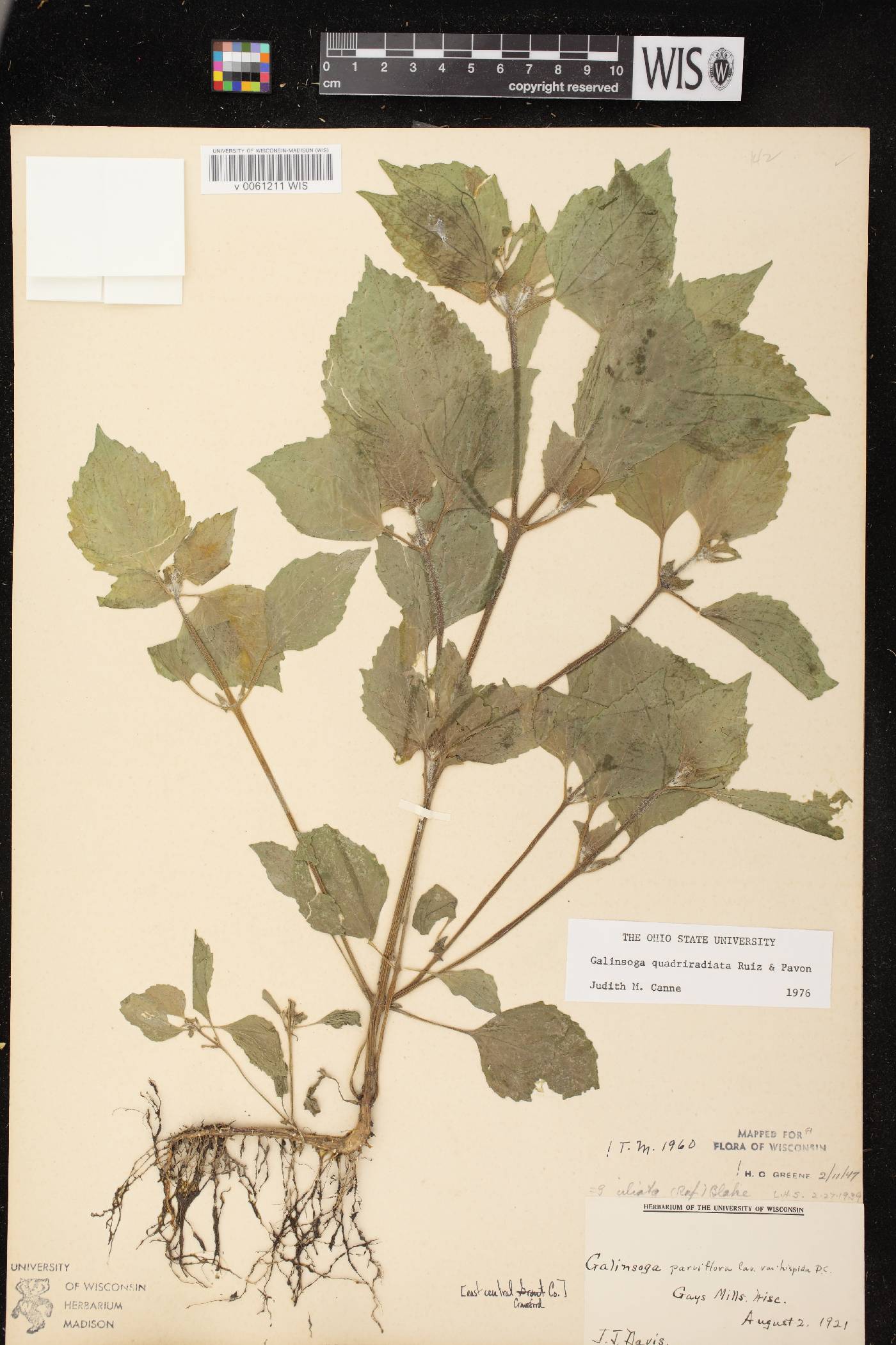 Galinsoga quadriradiata image