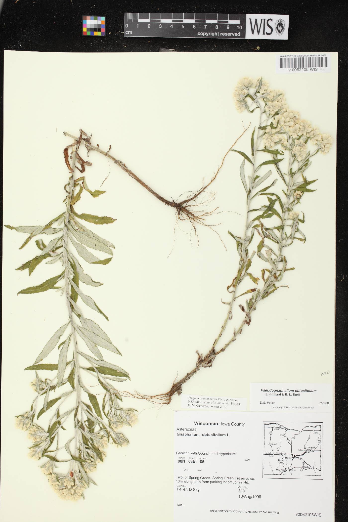 Pseudognaphalium obtusifolium image