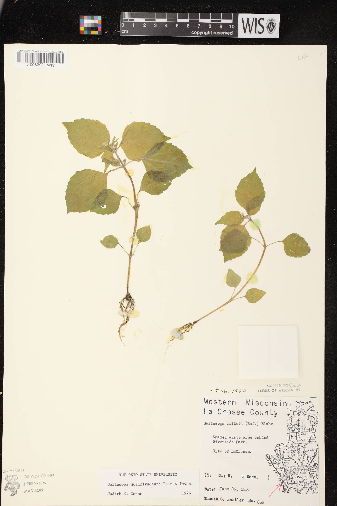 Galinsoga quadriradiata image