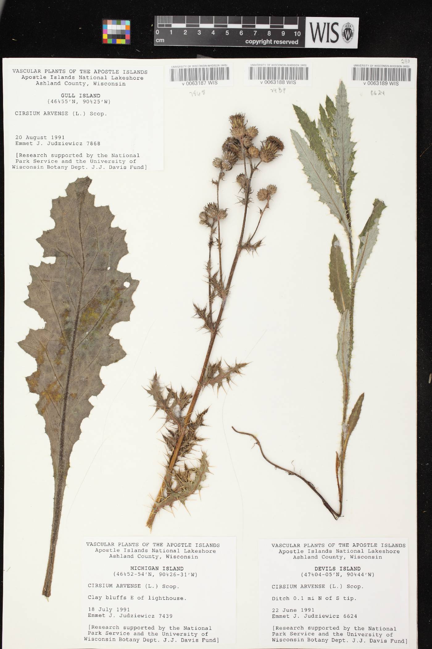 Cirsium arvense image