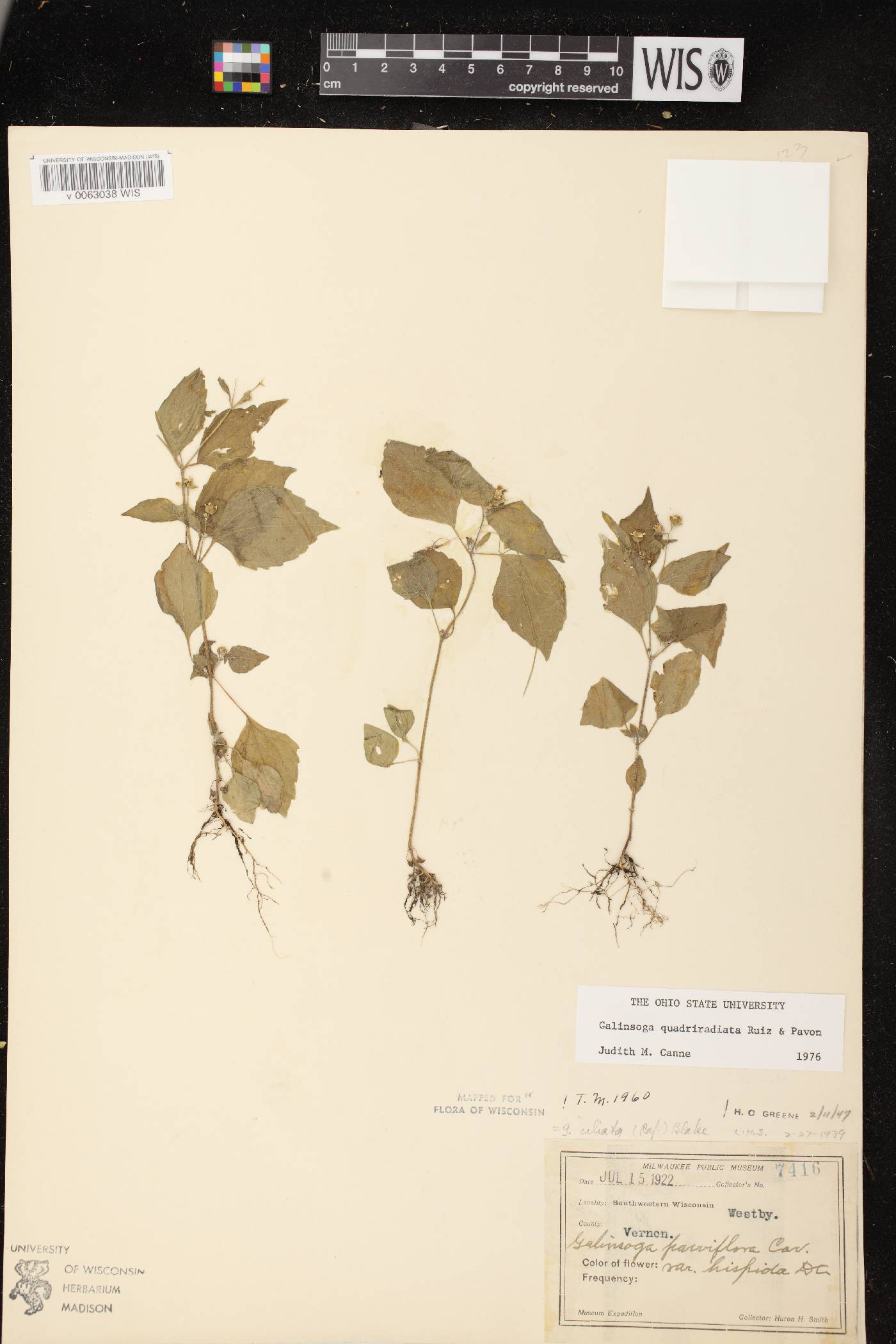 Galinsoga quadriradiata image