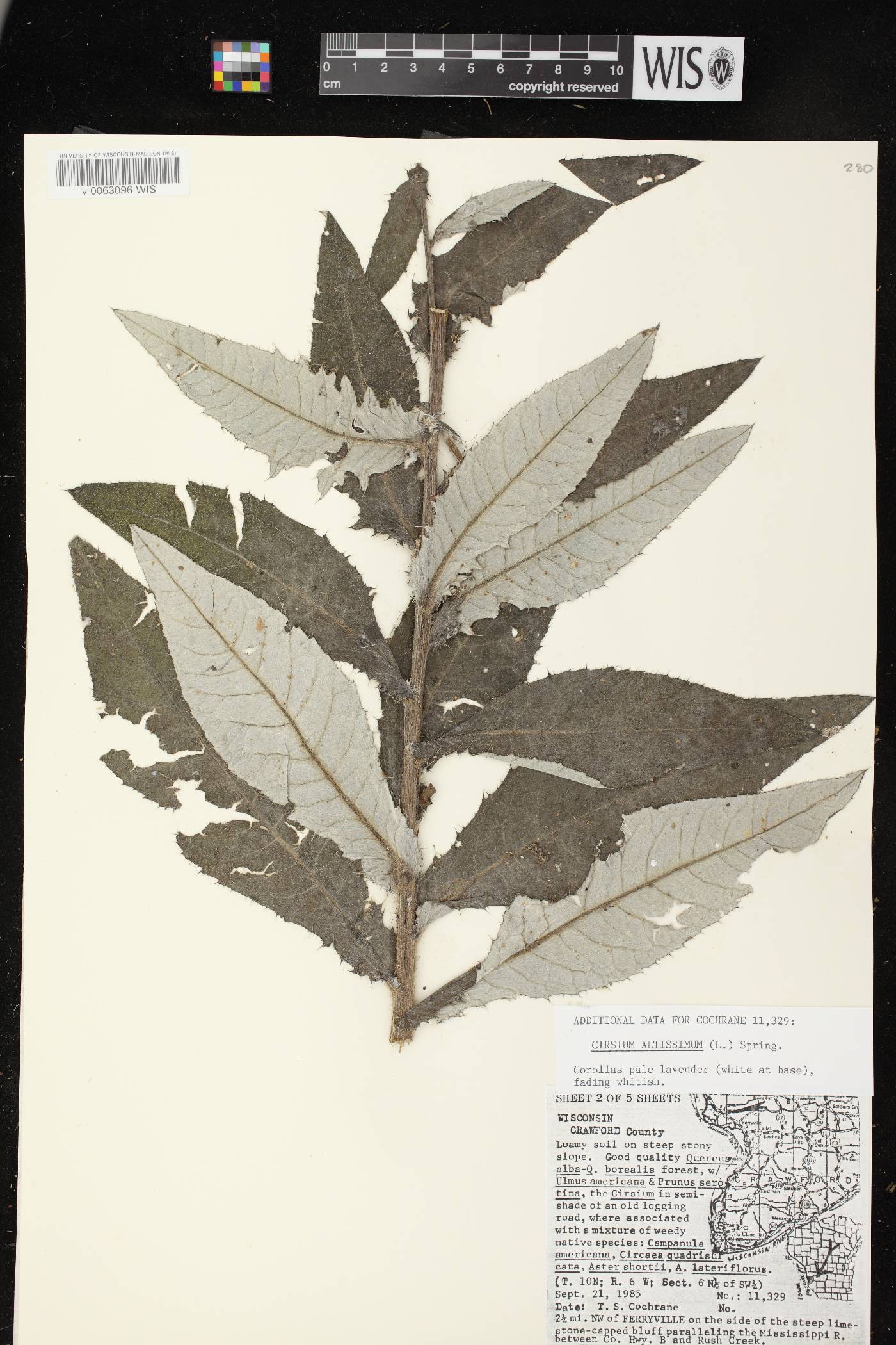 Cirsium altissimum image