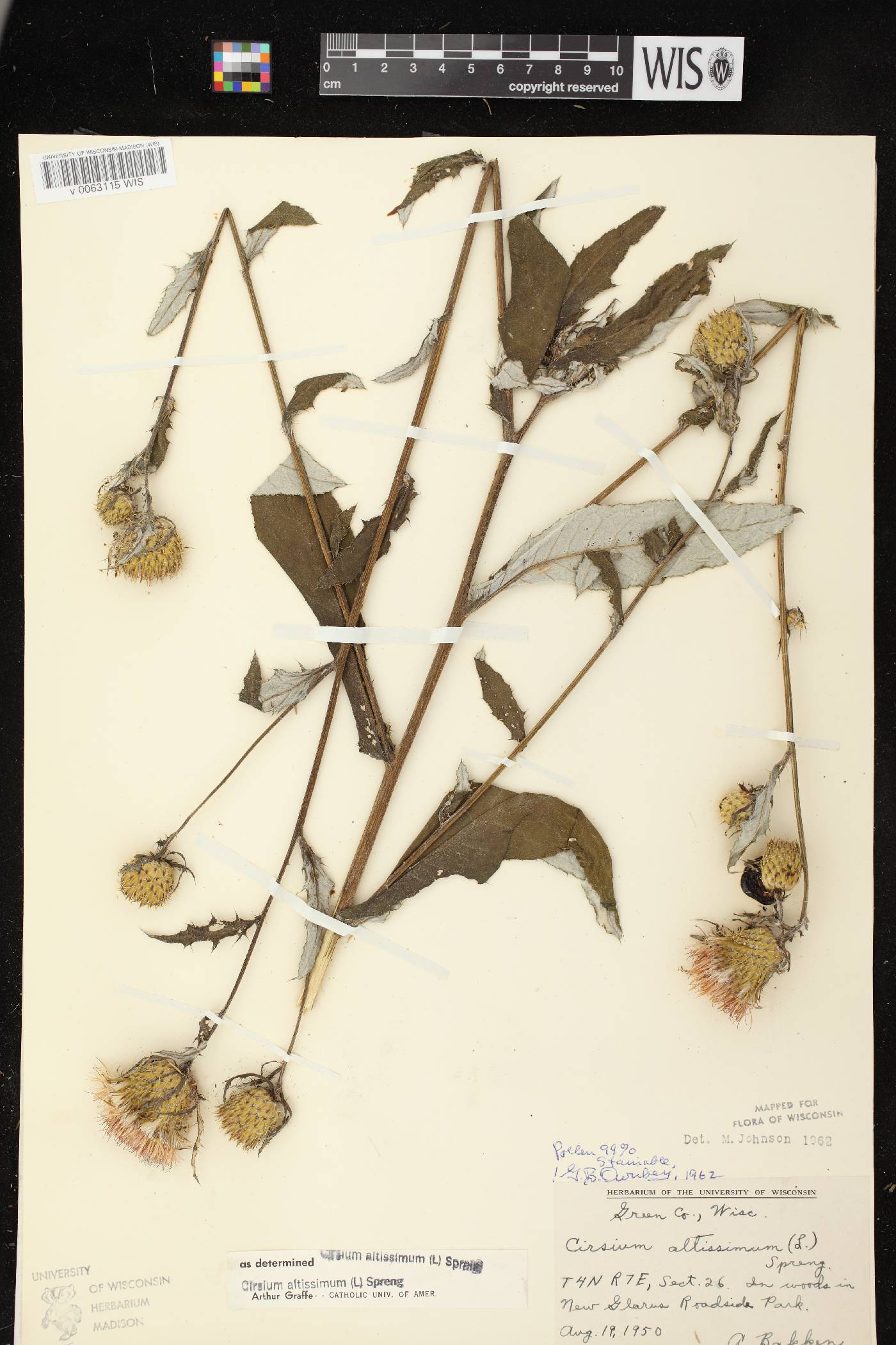 Cirsium altissimum image