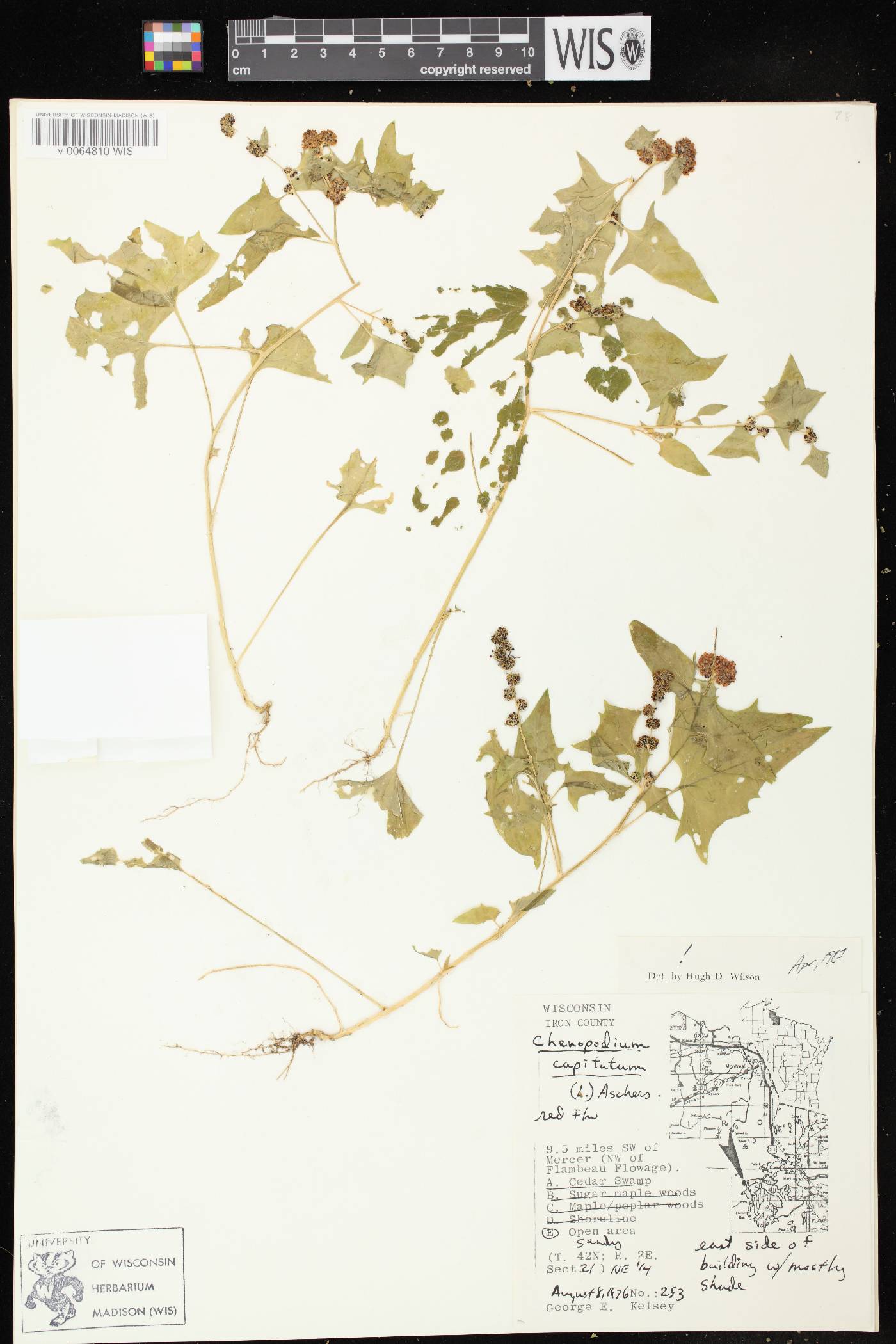 Chenopodium capitatum image