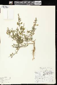 Image of Chenopodium berlandieri var. zschackei