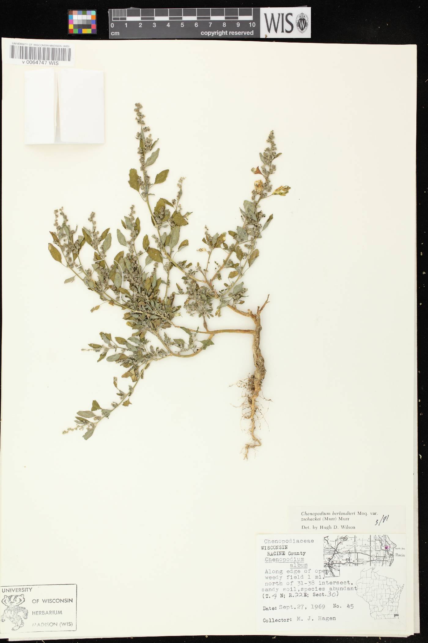 Chenopodium berlandieri image