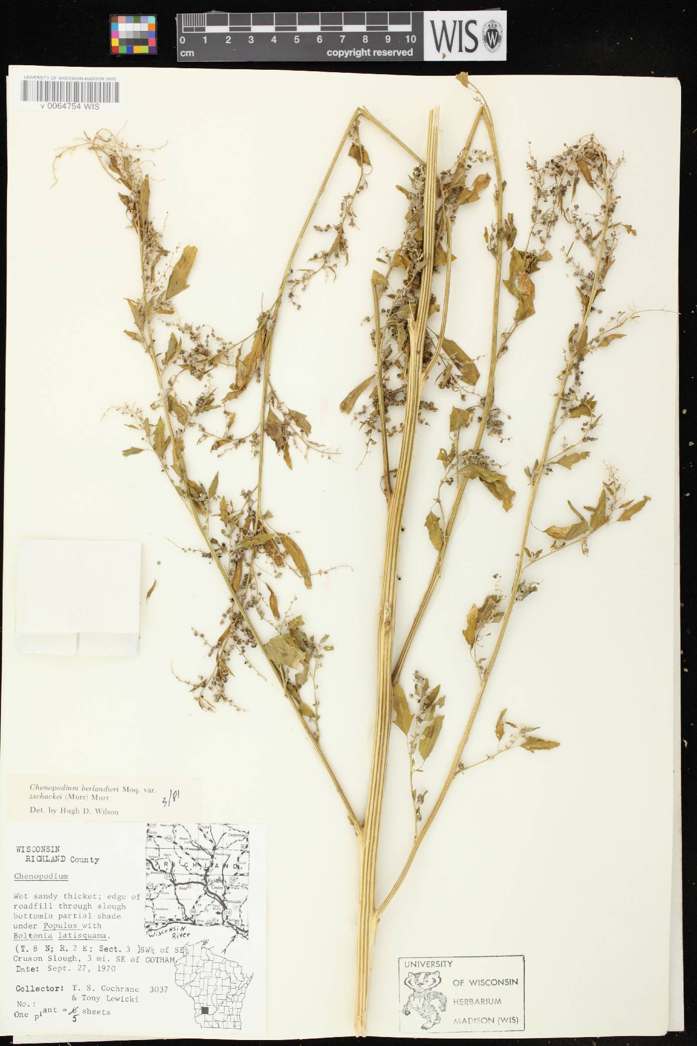 Chenopodium berlandieri image