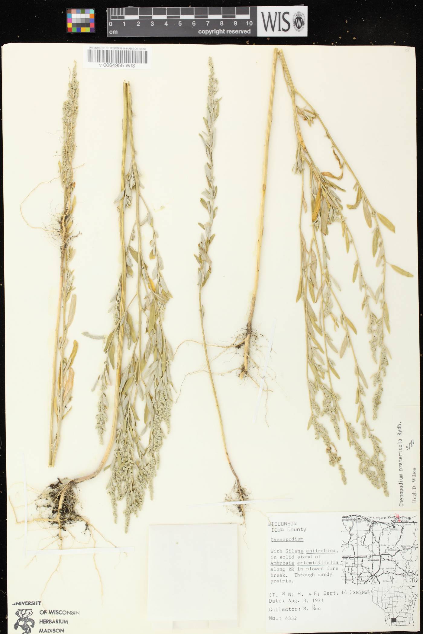 Chenopodium pratericola image