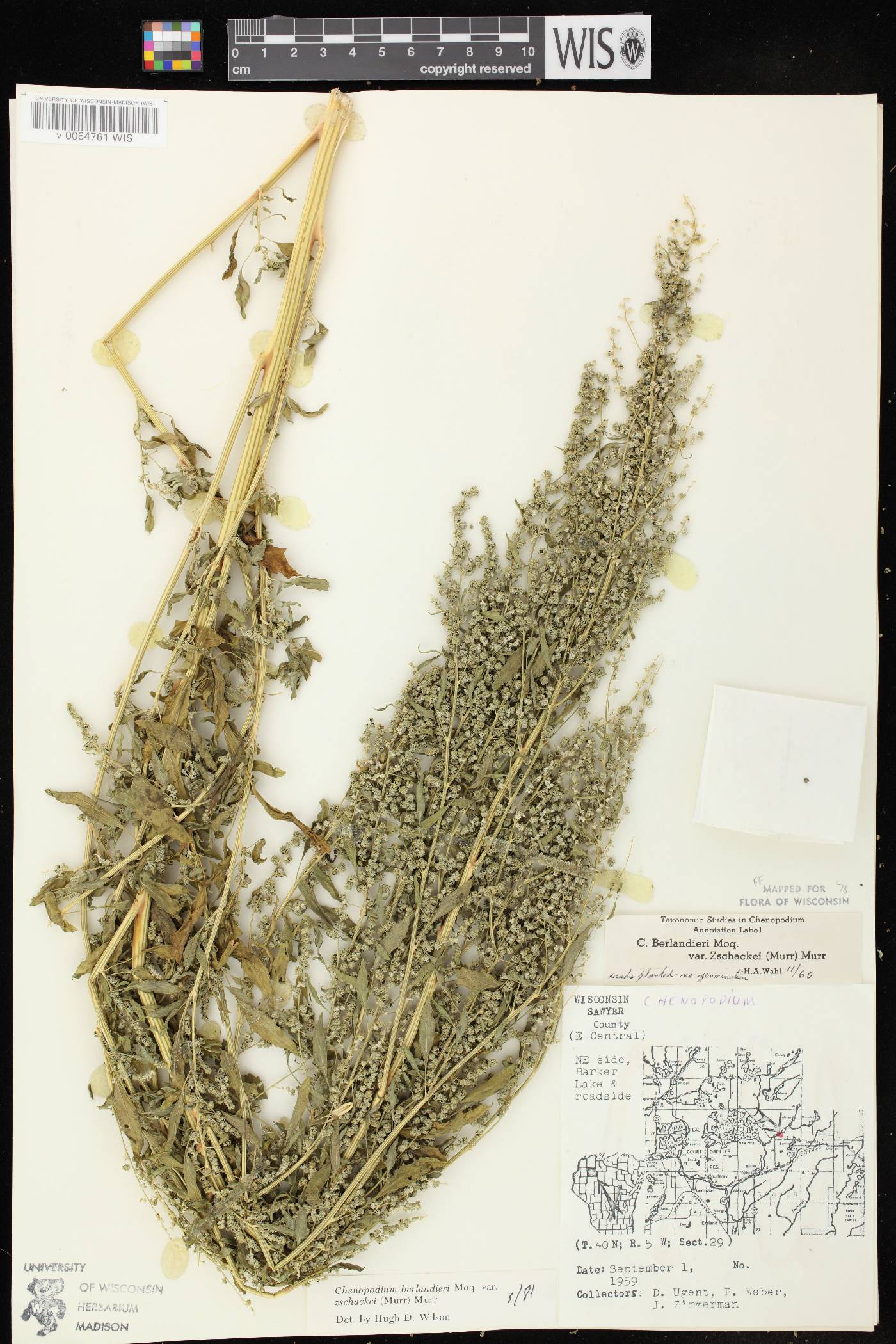 Chenopodium berlandieri image