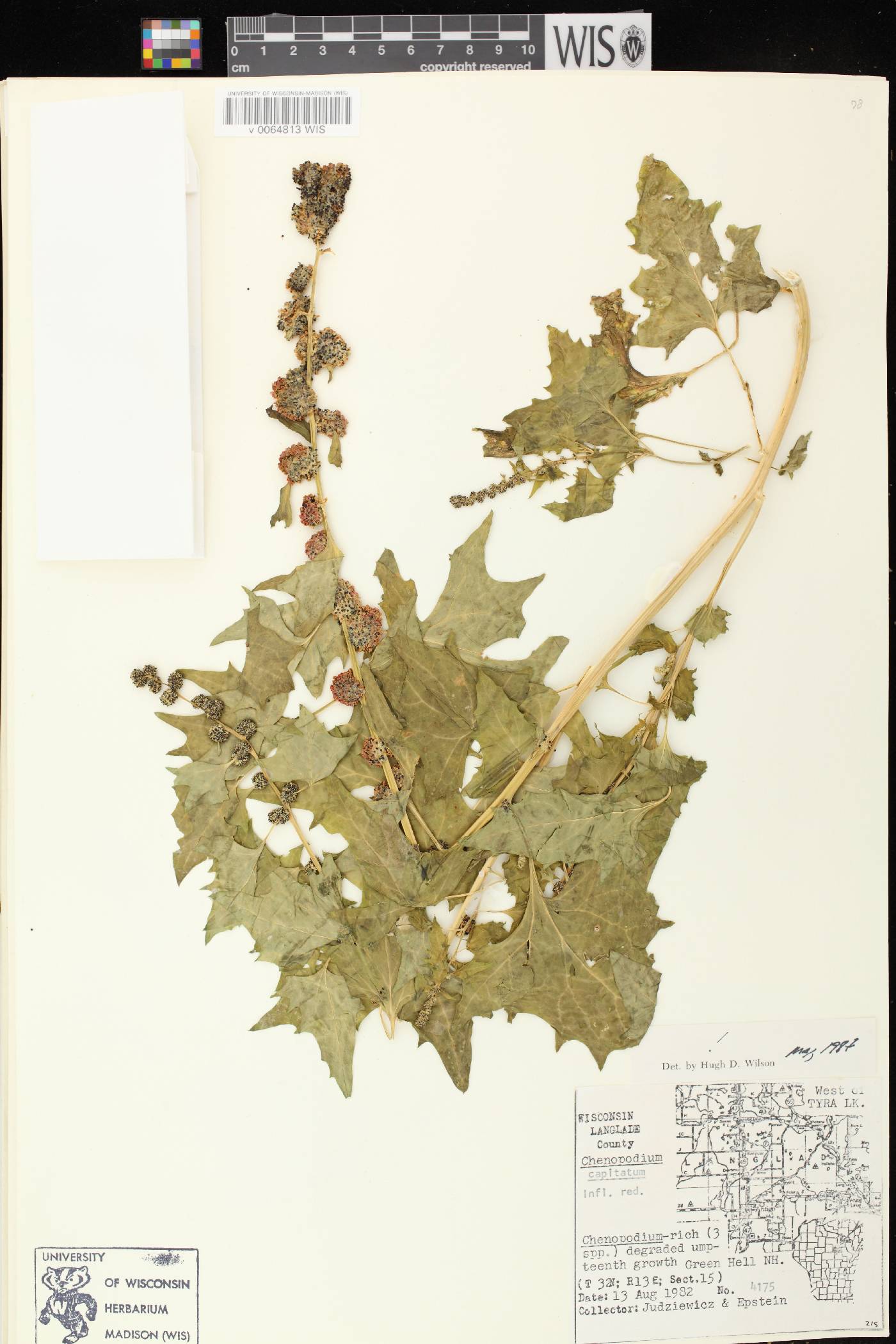 Chenopodium capitatum image