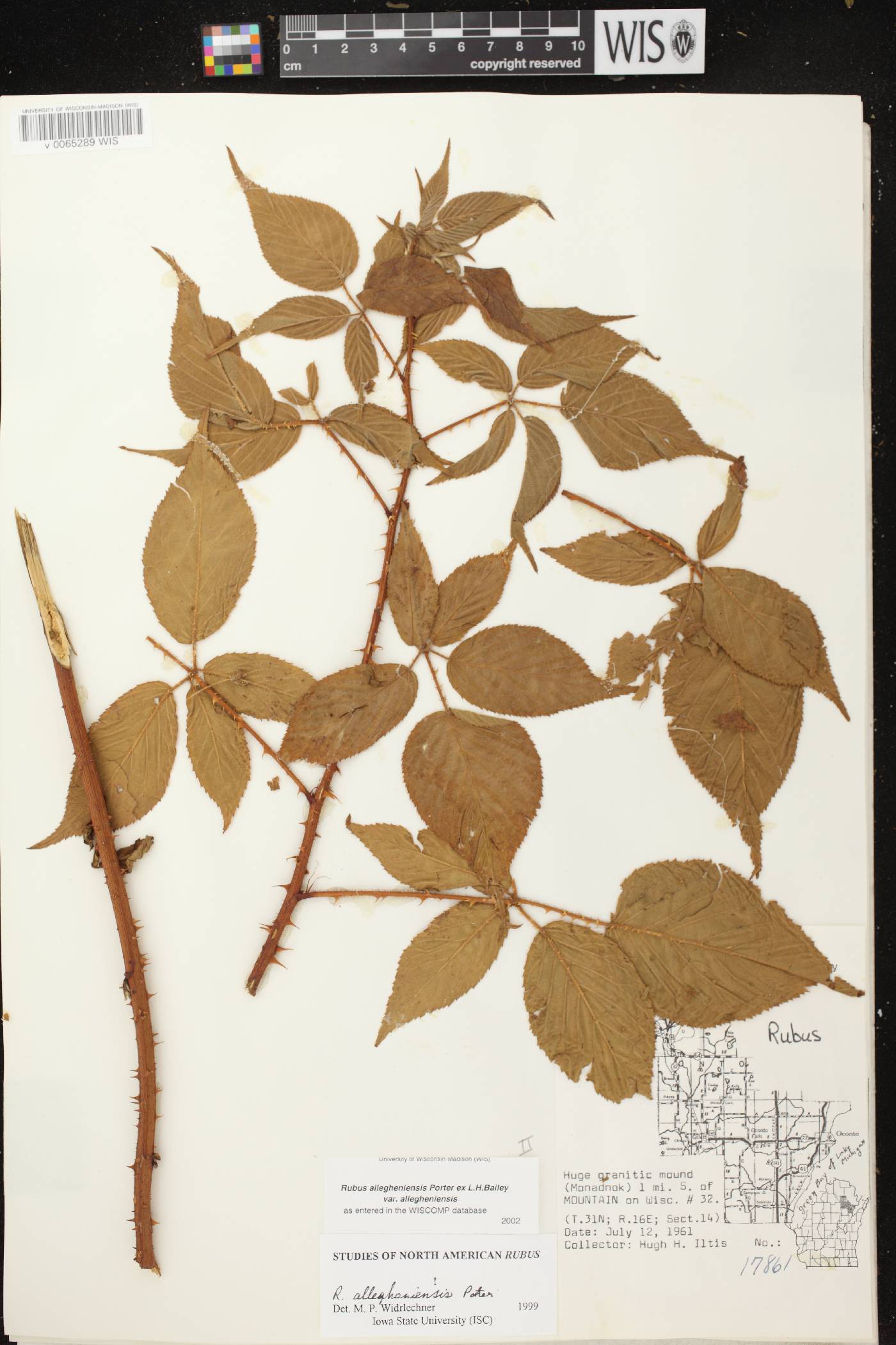 Rubus allegheniensis image