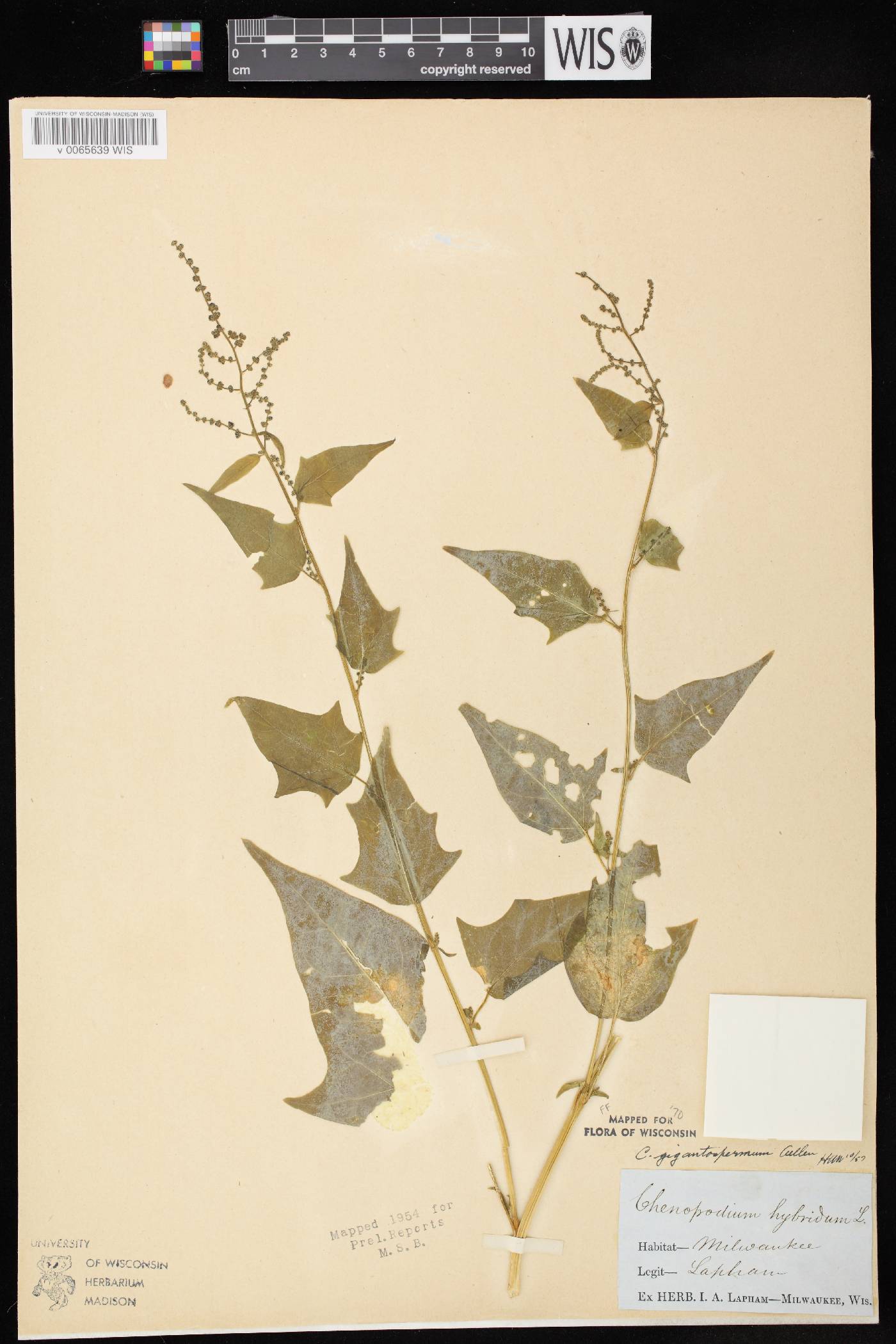Chenopodium simplex image