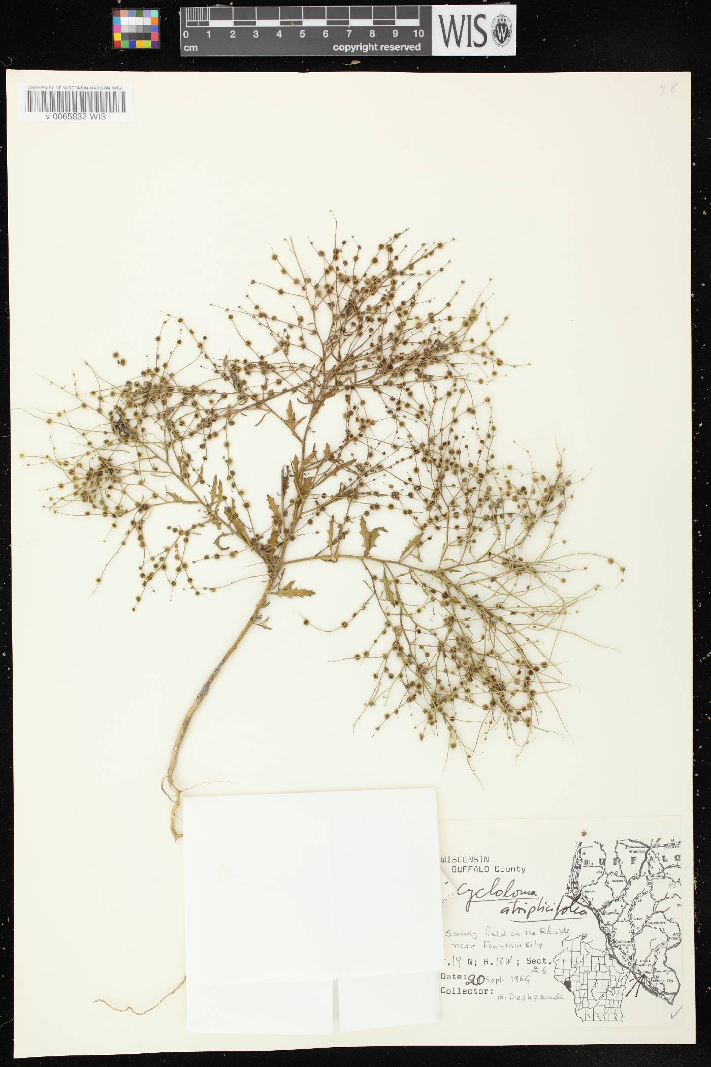 Cycloloma atriplicifolium image