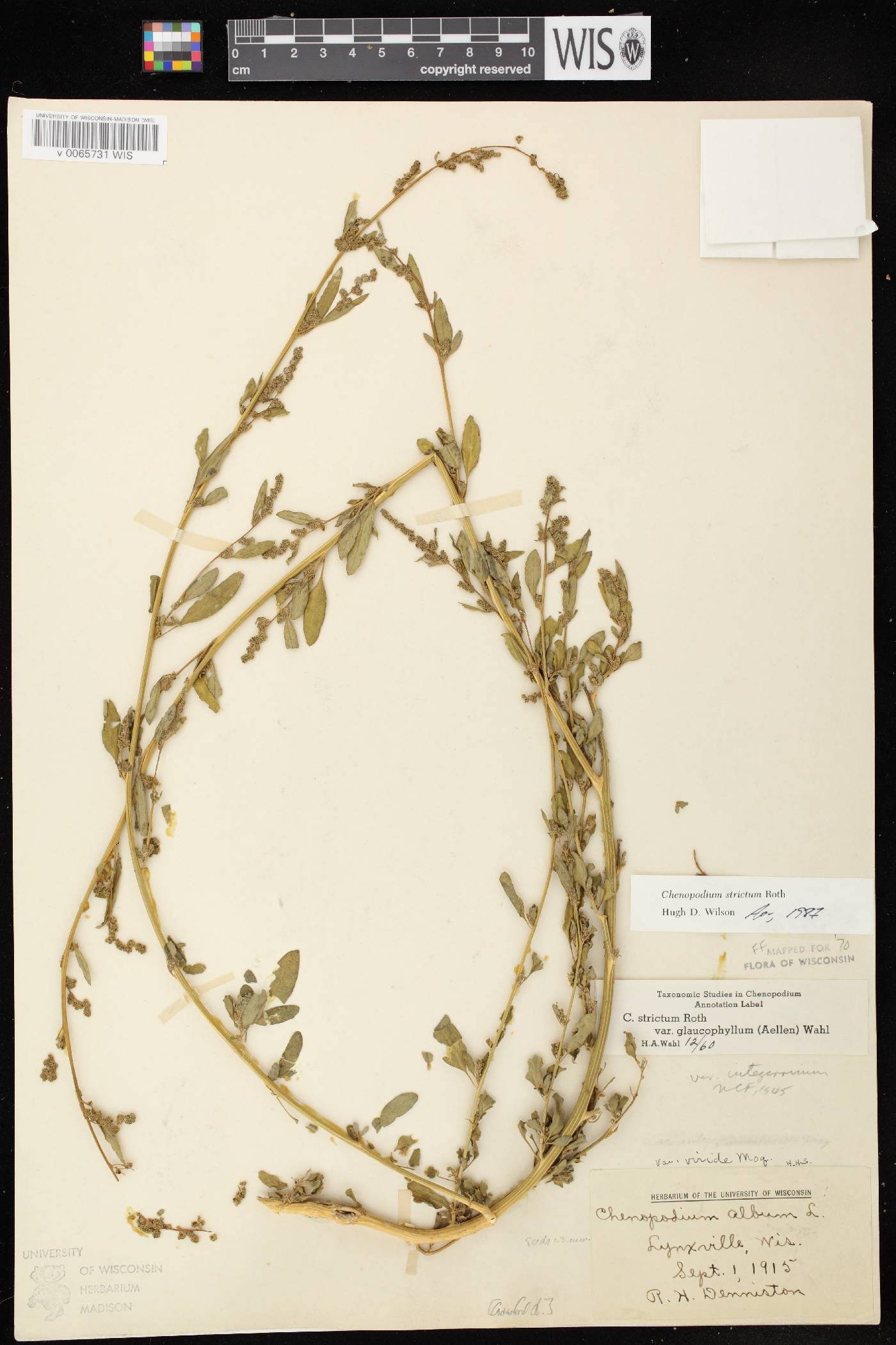 Chenopodium strictum image