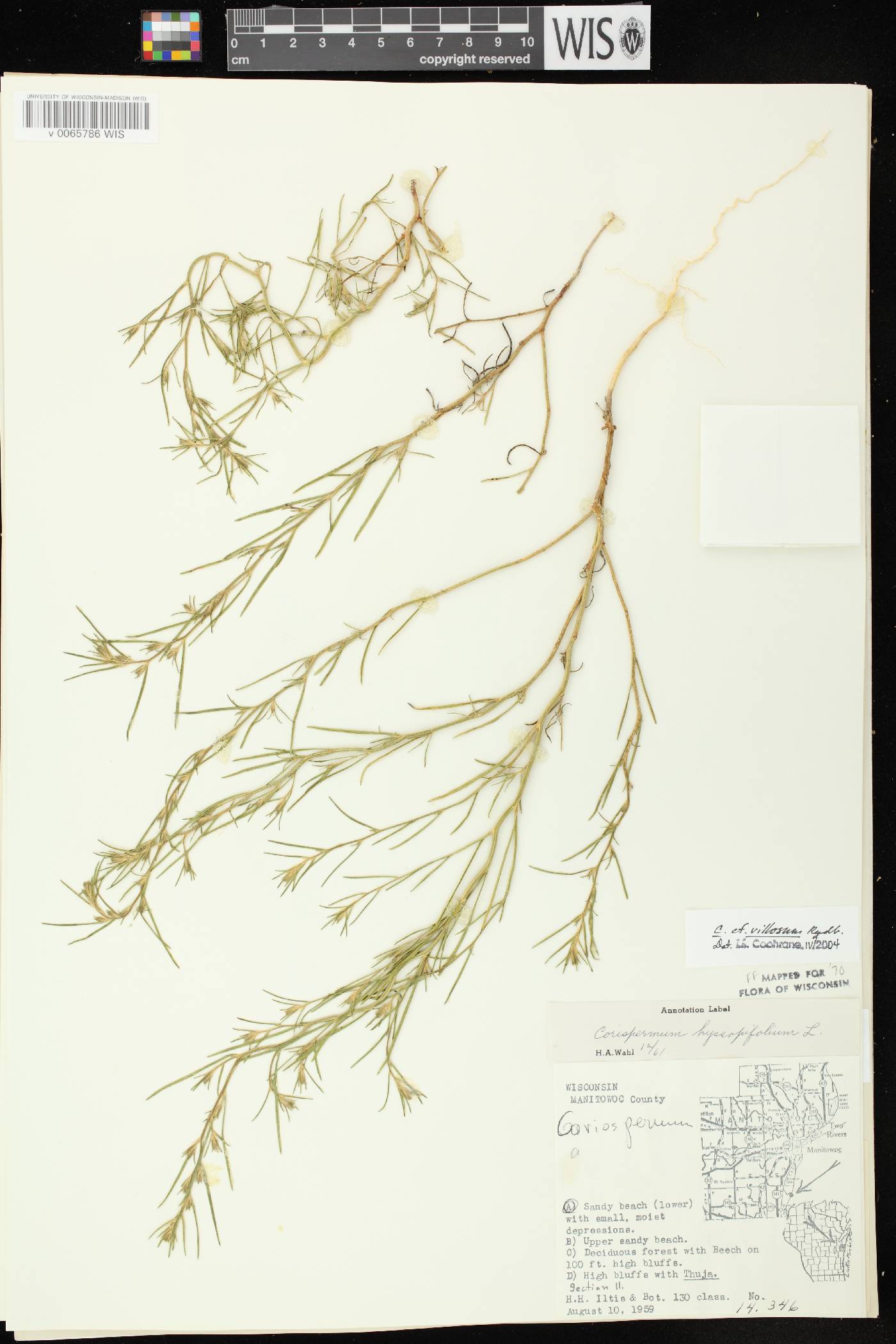 Corispermum villosum image