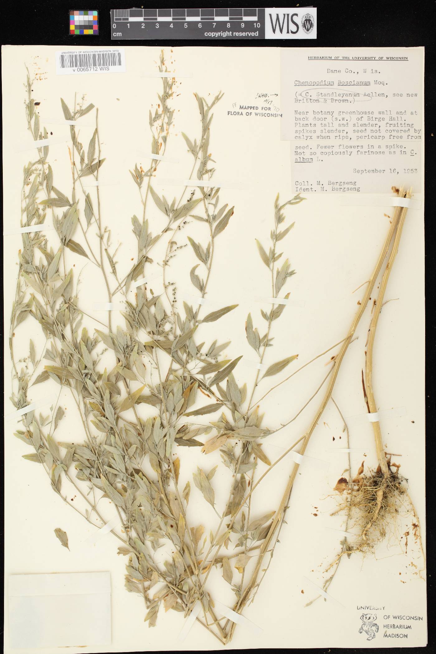Chenopodium standleyanum image