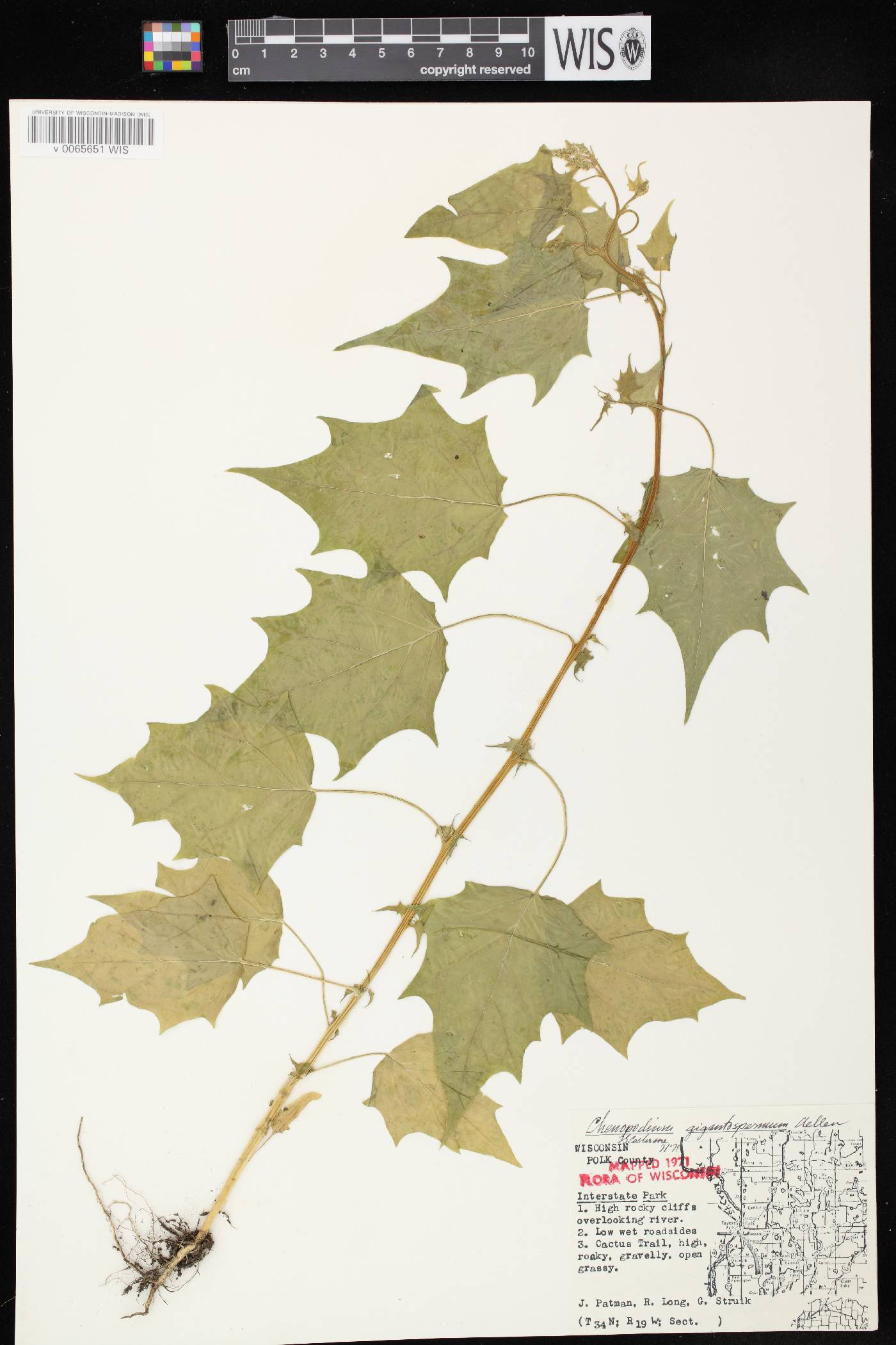 Chenopodium simplex image