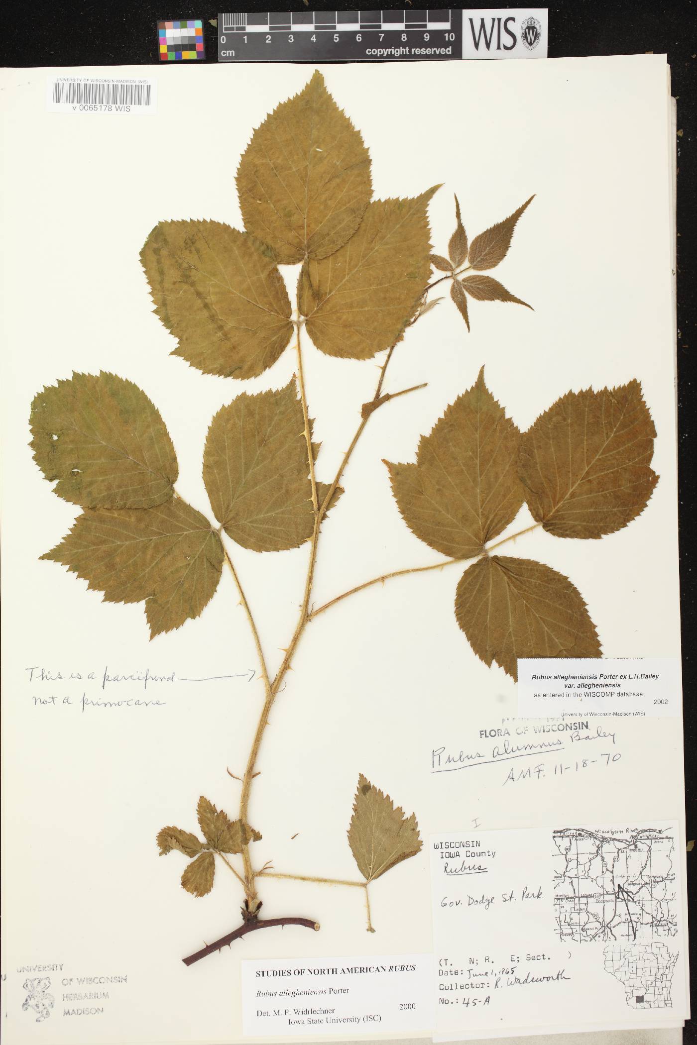 Rubus allegheniensis image