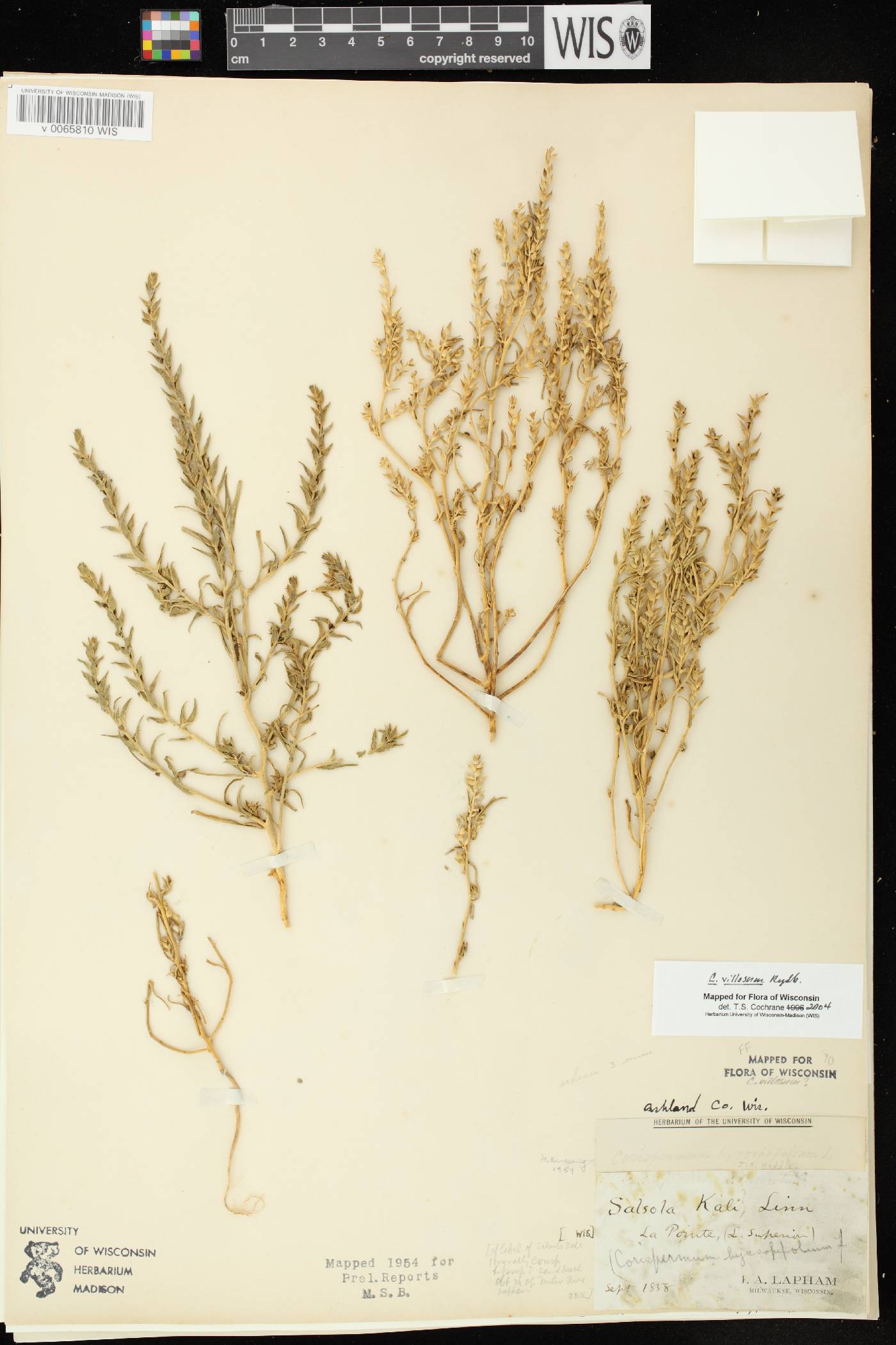 Corispermum villosum image