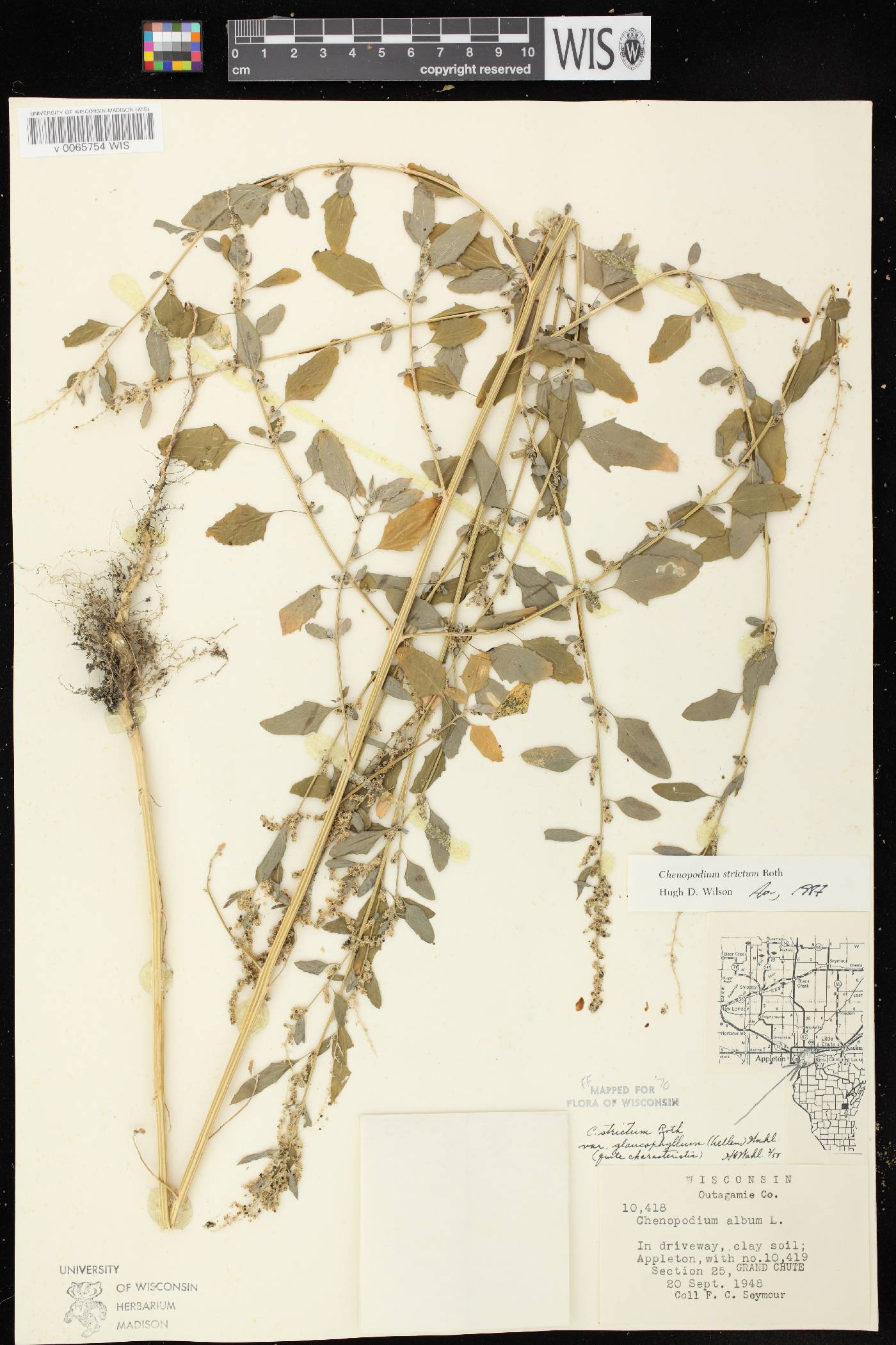 Chenopodium strictum image