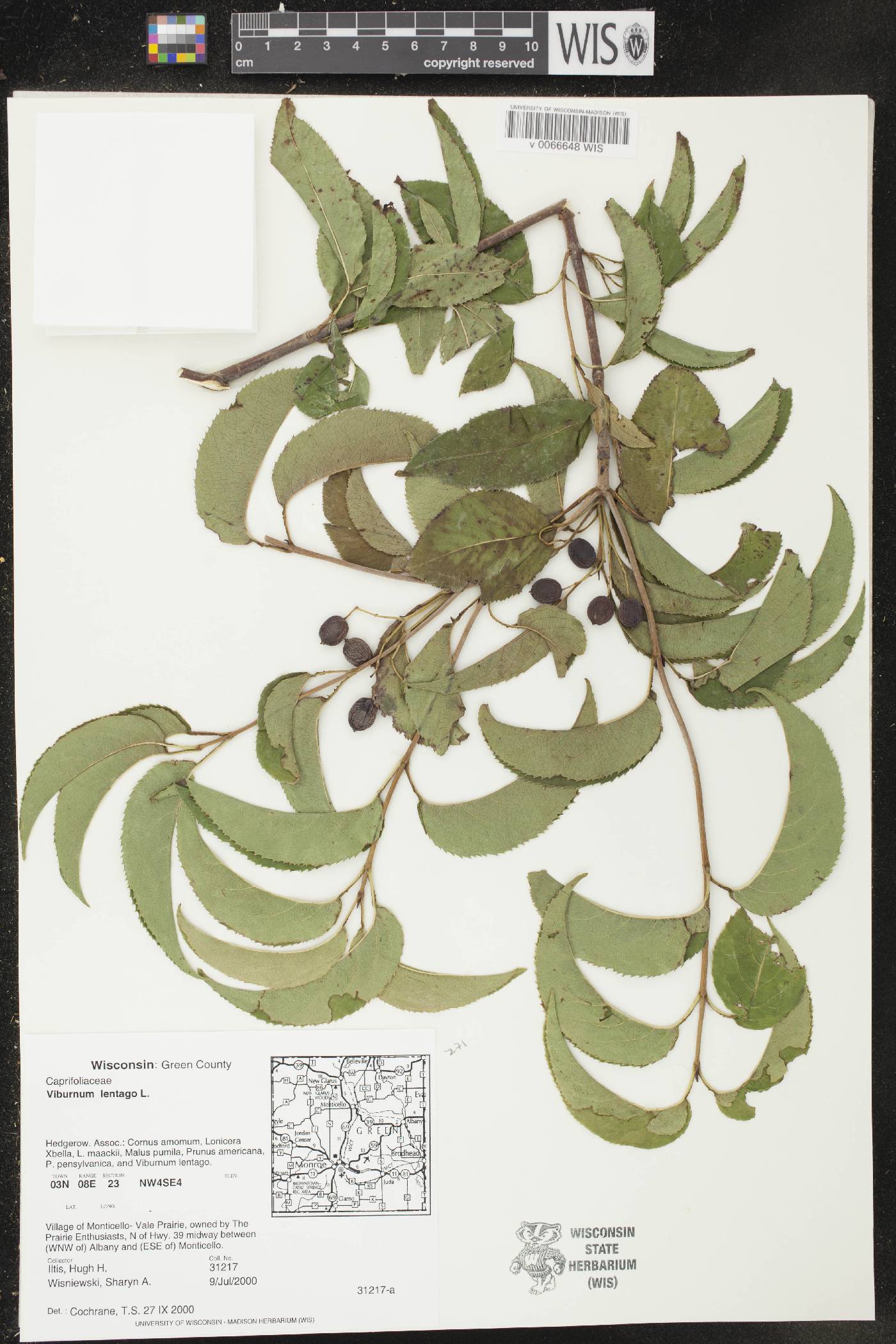 Viburnum lentago image