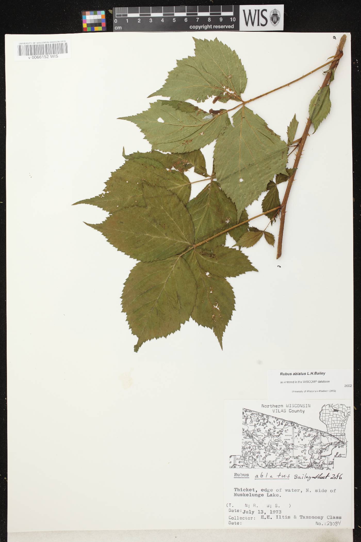 Rubus pensilvanicus image