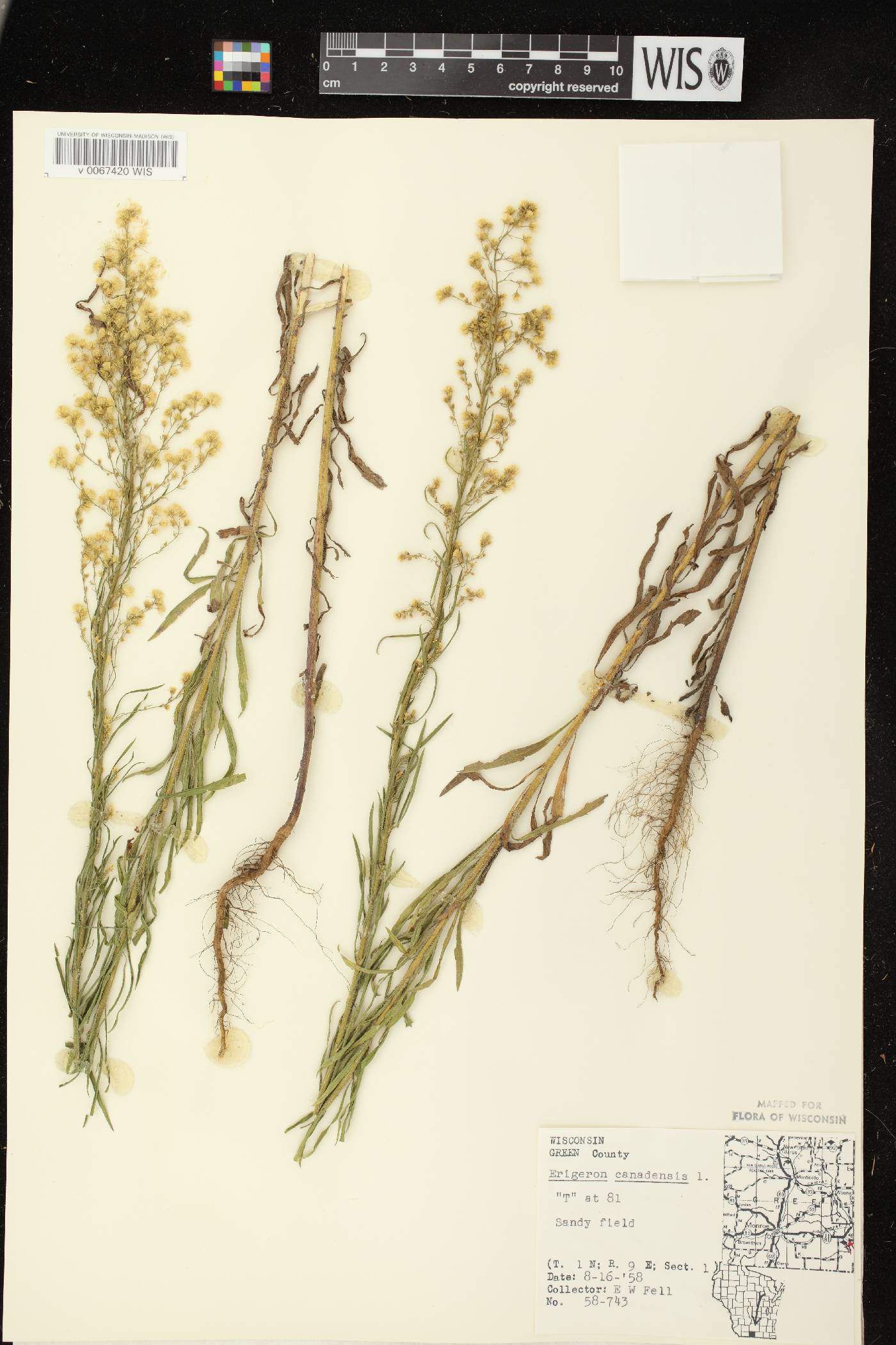 Conyza canadensis image
