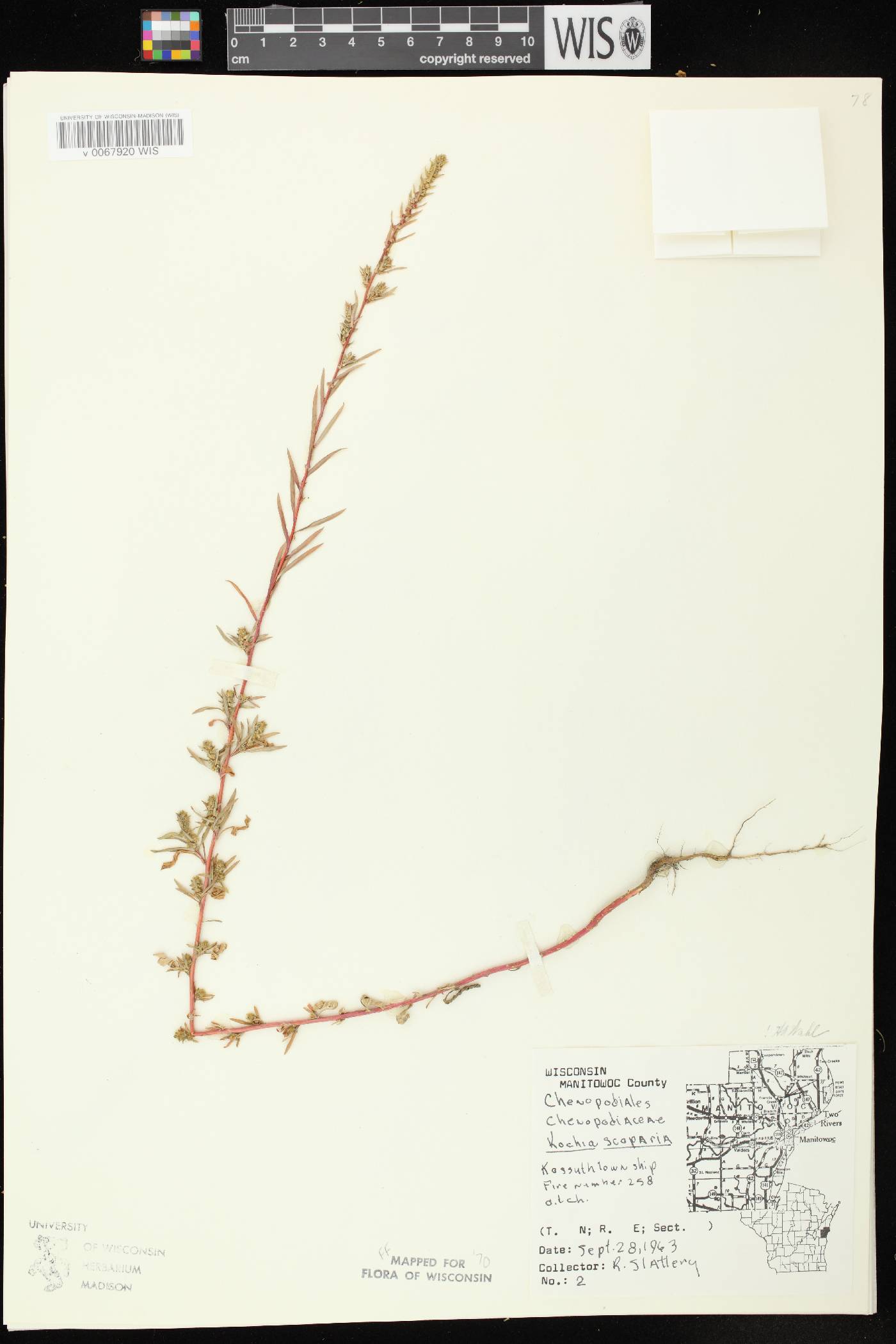 Bassia scoparia image