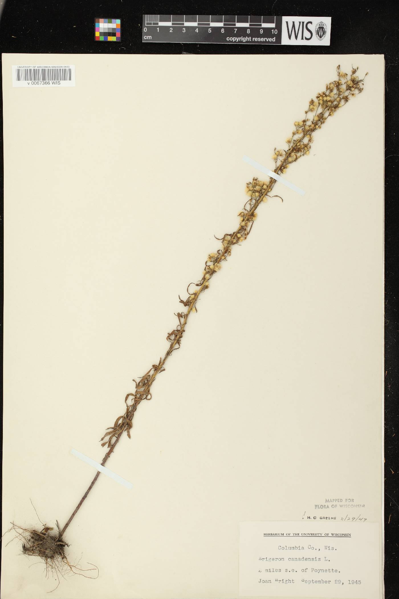 Conyza canadensis image