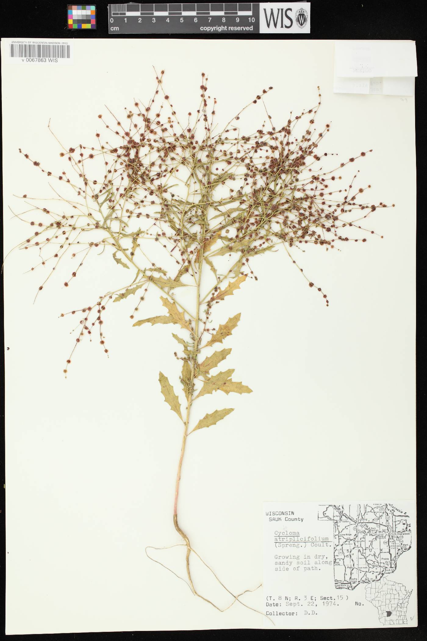Cycloloma atriplicifolium image