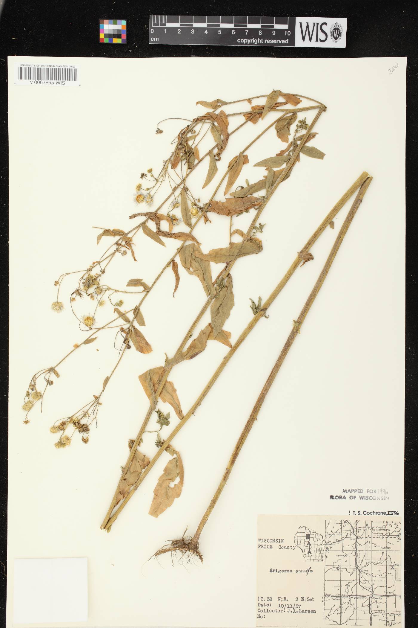 Erigeron annuus image