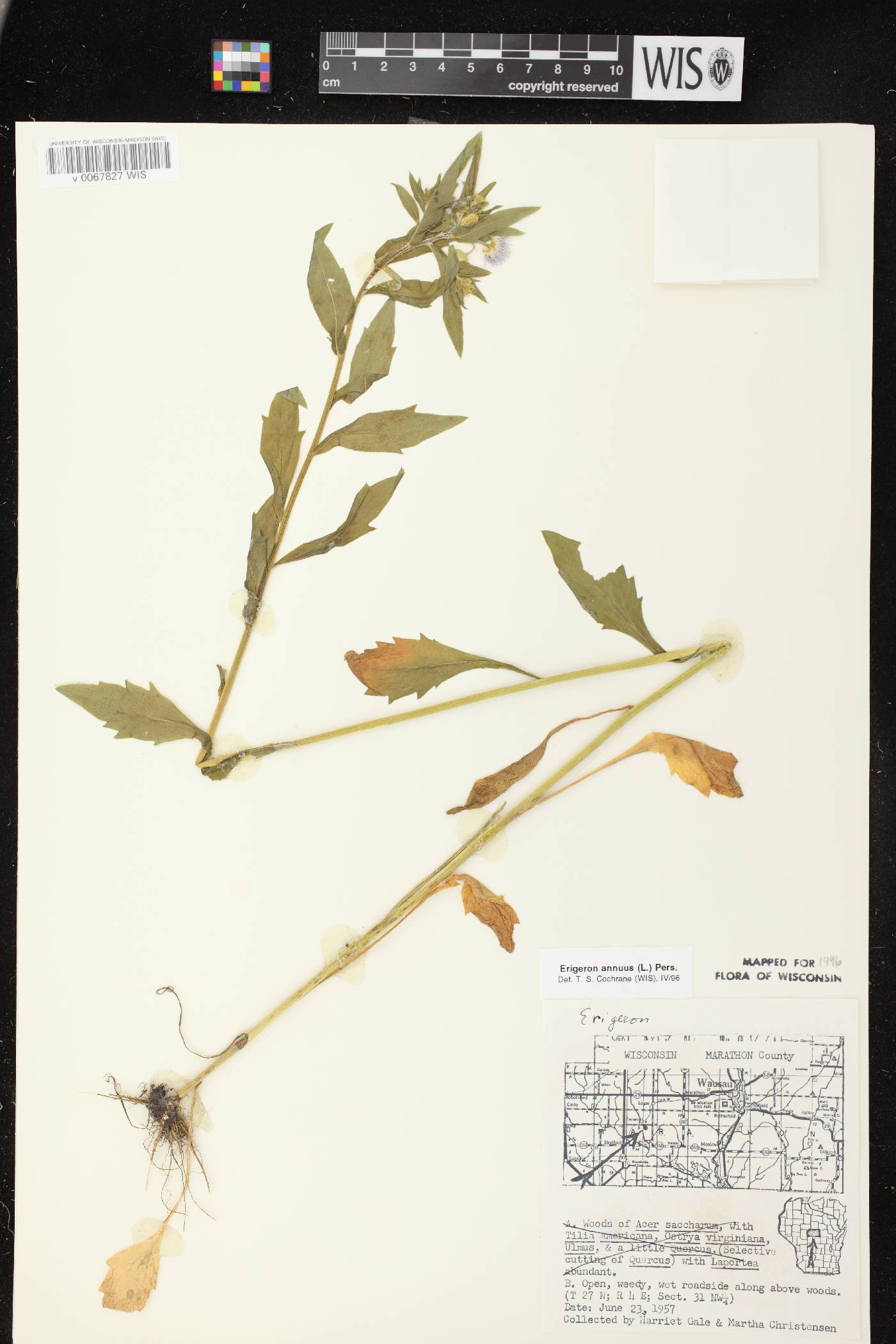 Erigeron annuus image