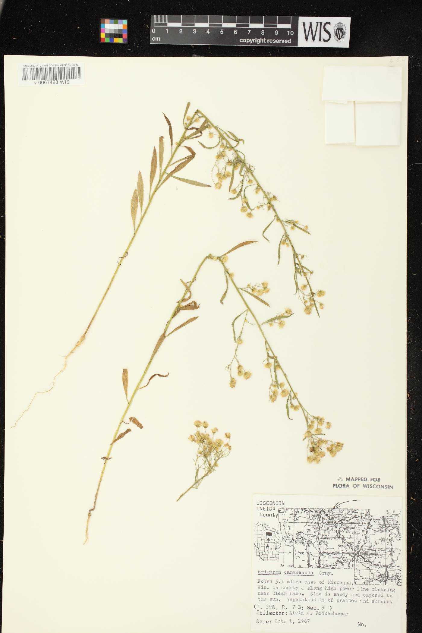 Conyza canadensis image