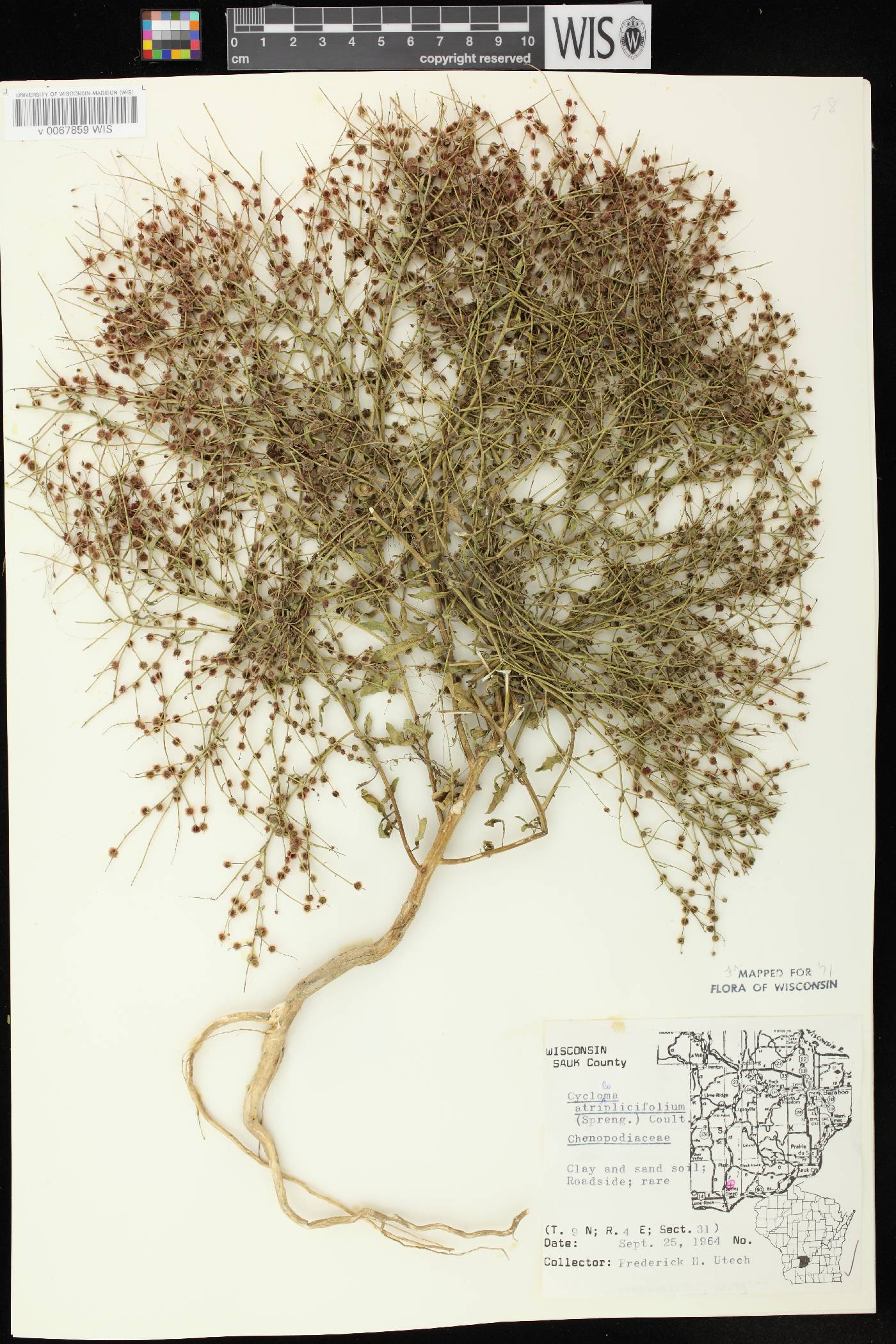 Cycloloma atriplicifolium image
