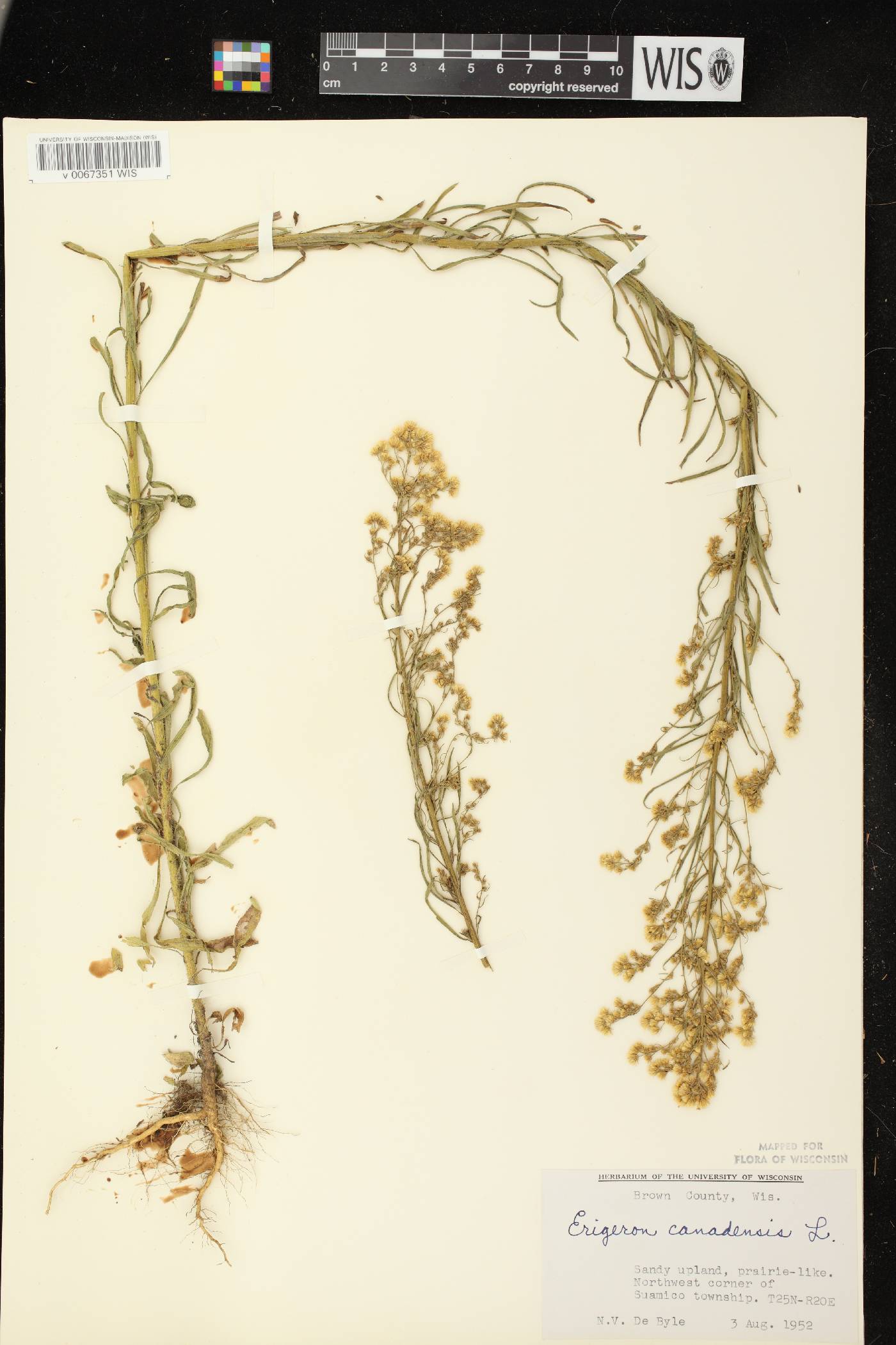Conyza canadensis image