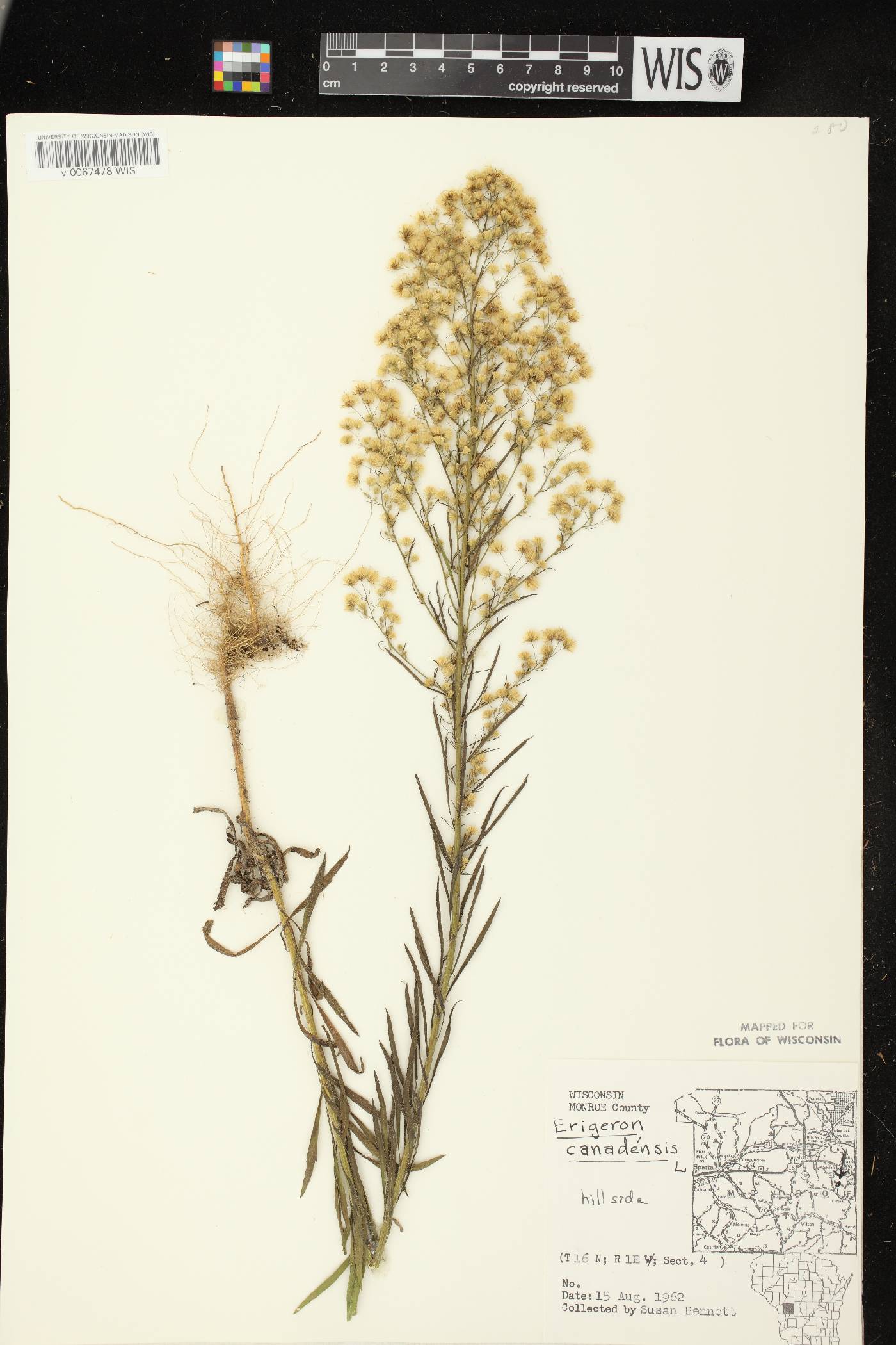 Conyza canadensis image