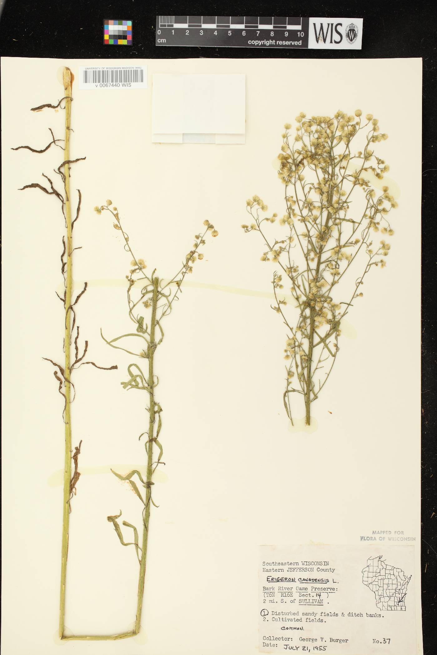 Conyza canadensis image
