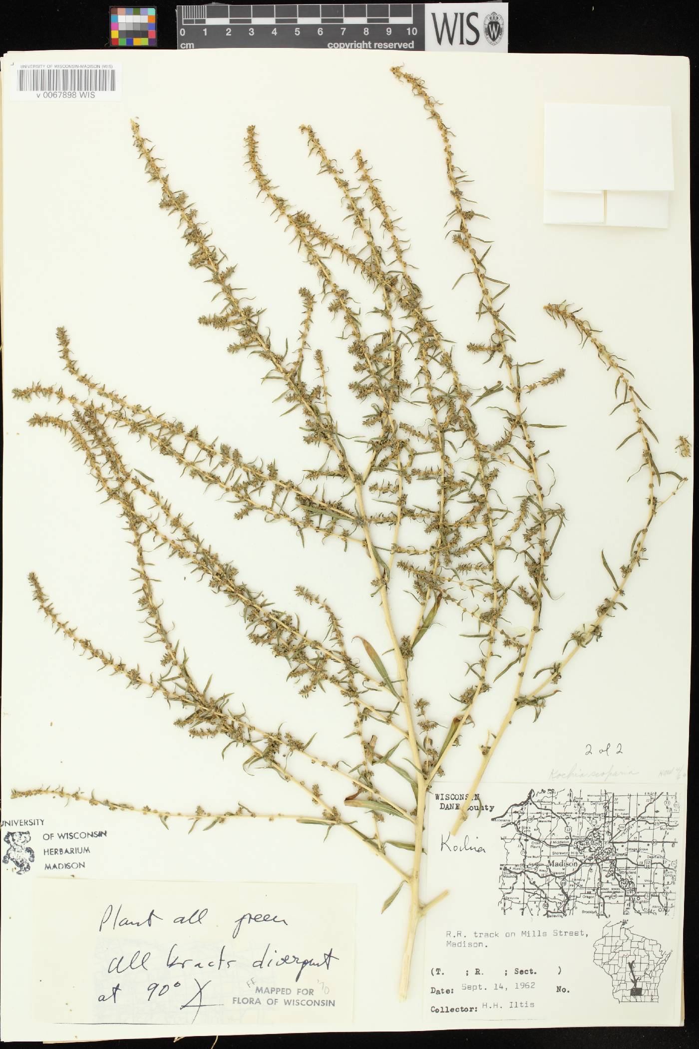 Bassia scoparia image