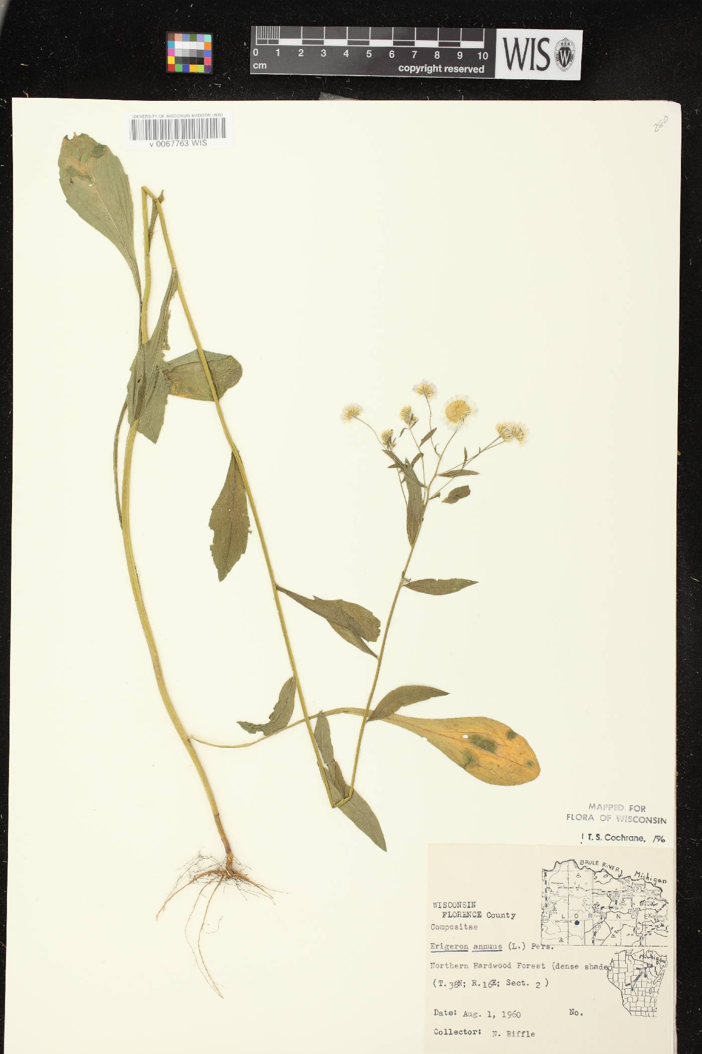 Erigeron annuus image