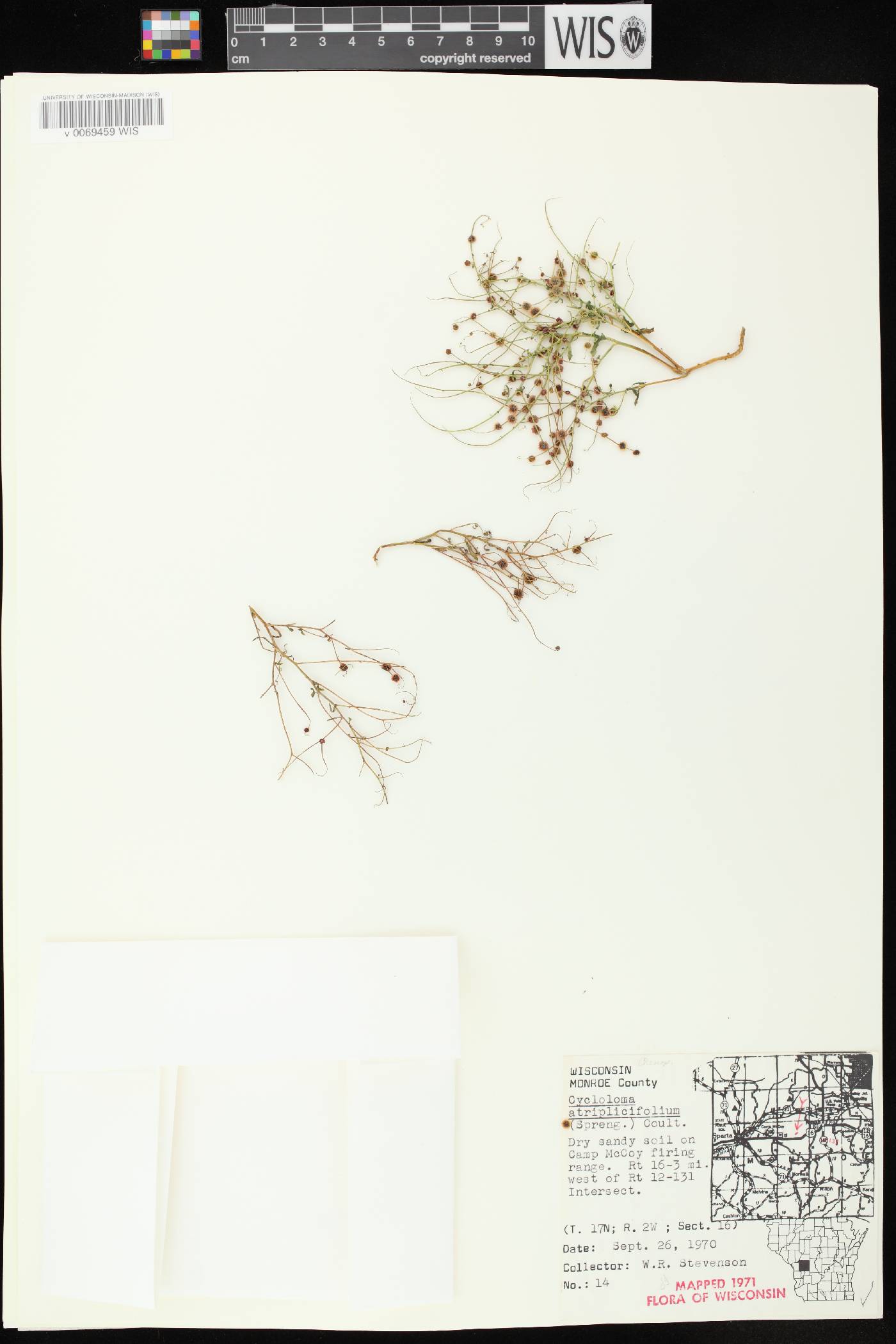 Cycloloma atriplicifolium image