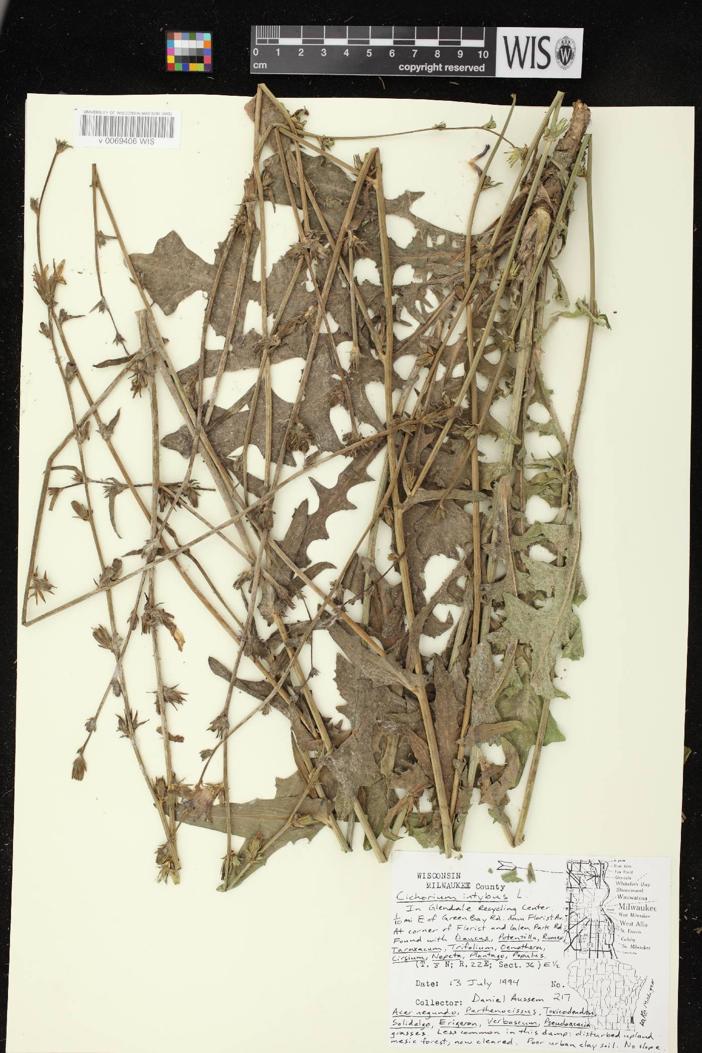 Cichorium intybus image