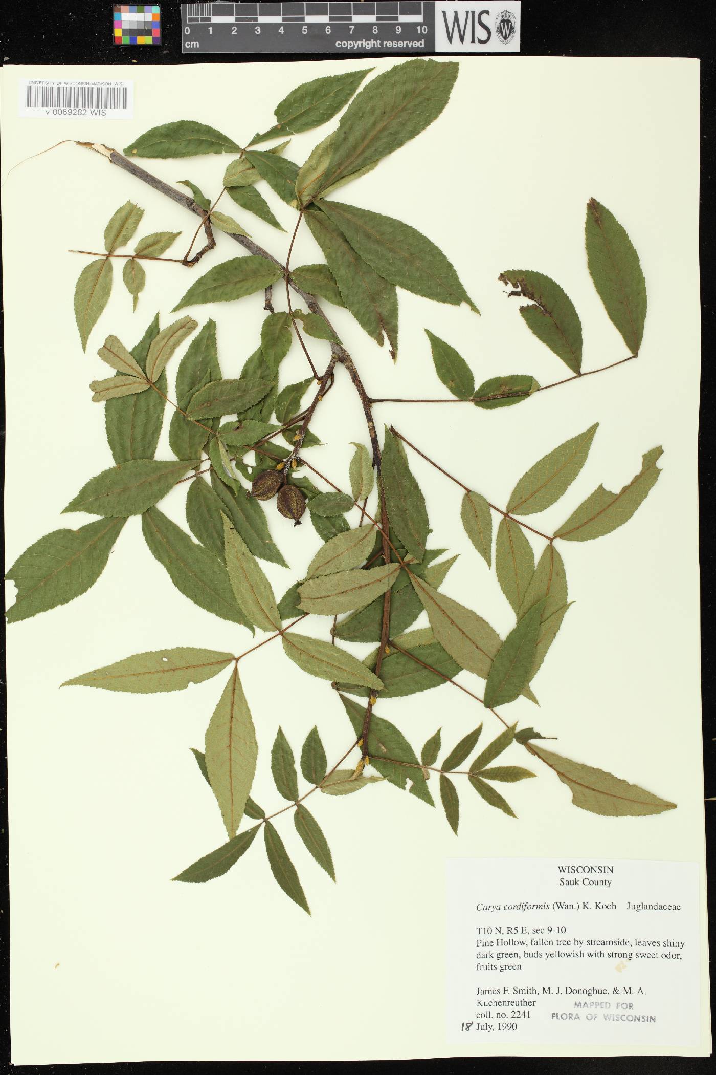 Carya cordiformis image