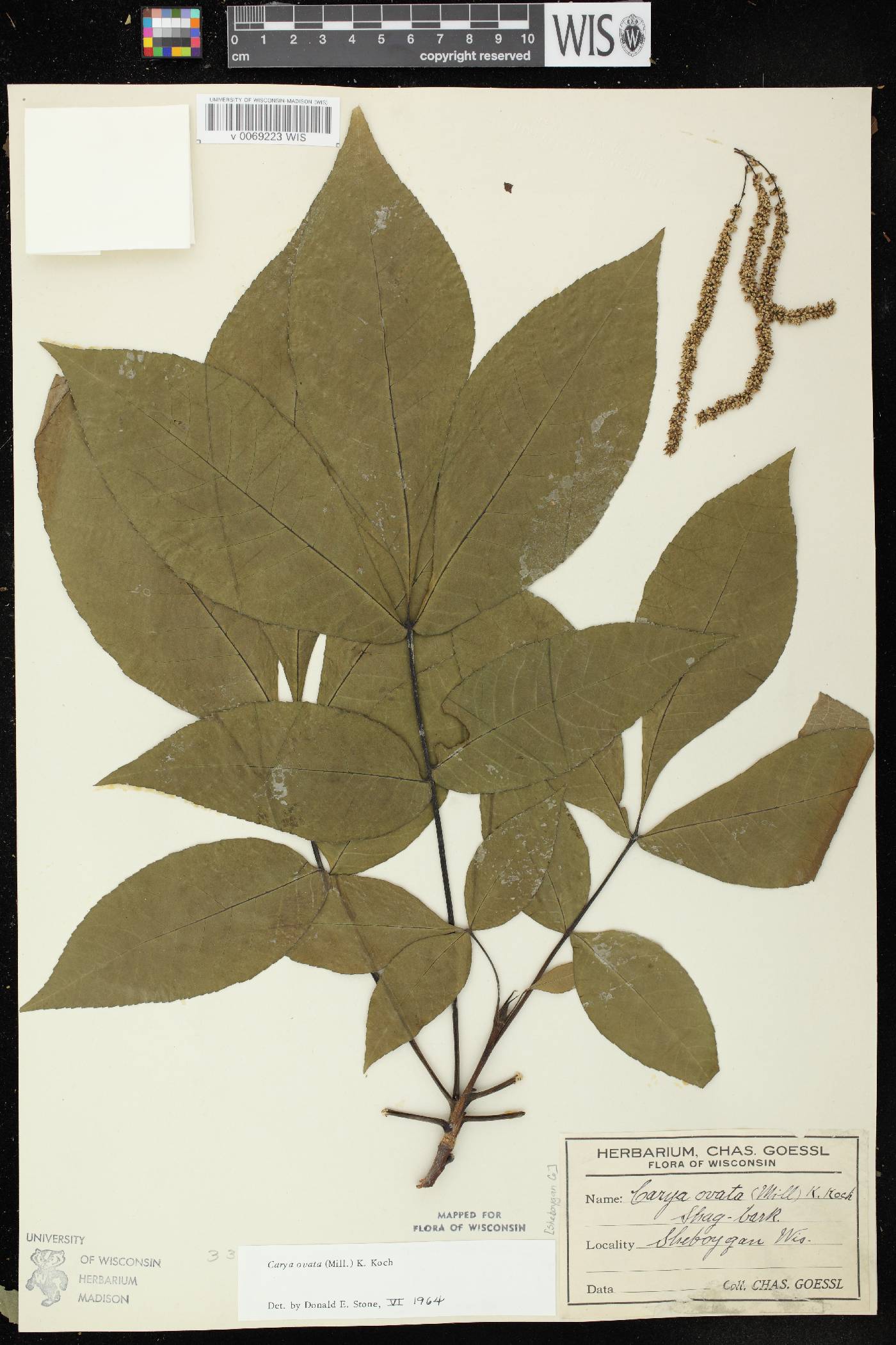 Carya ovata image