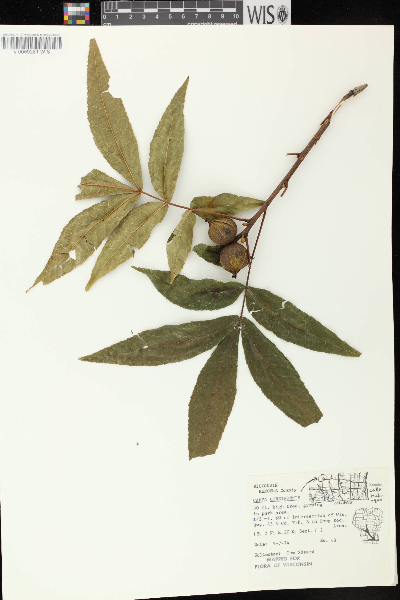 Carya cordiformis image