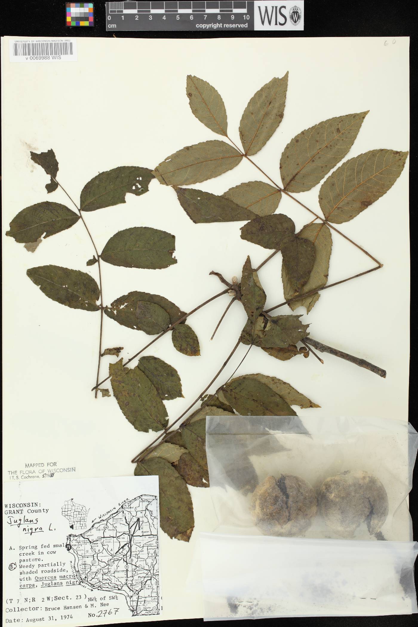 Juglans nigra image