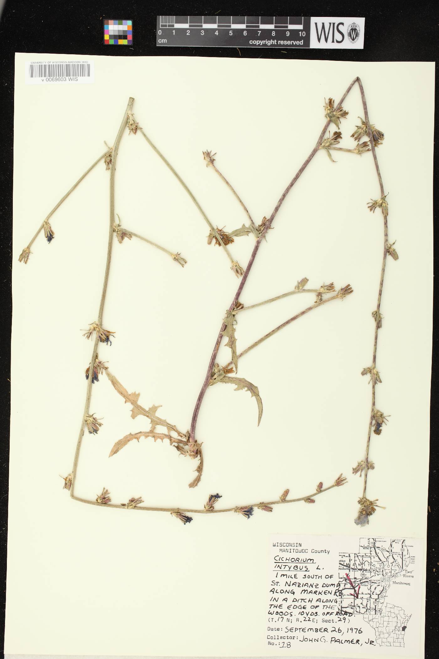 Cichorium intybus image