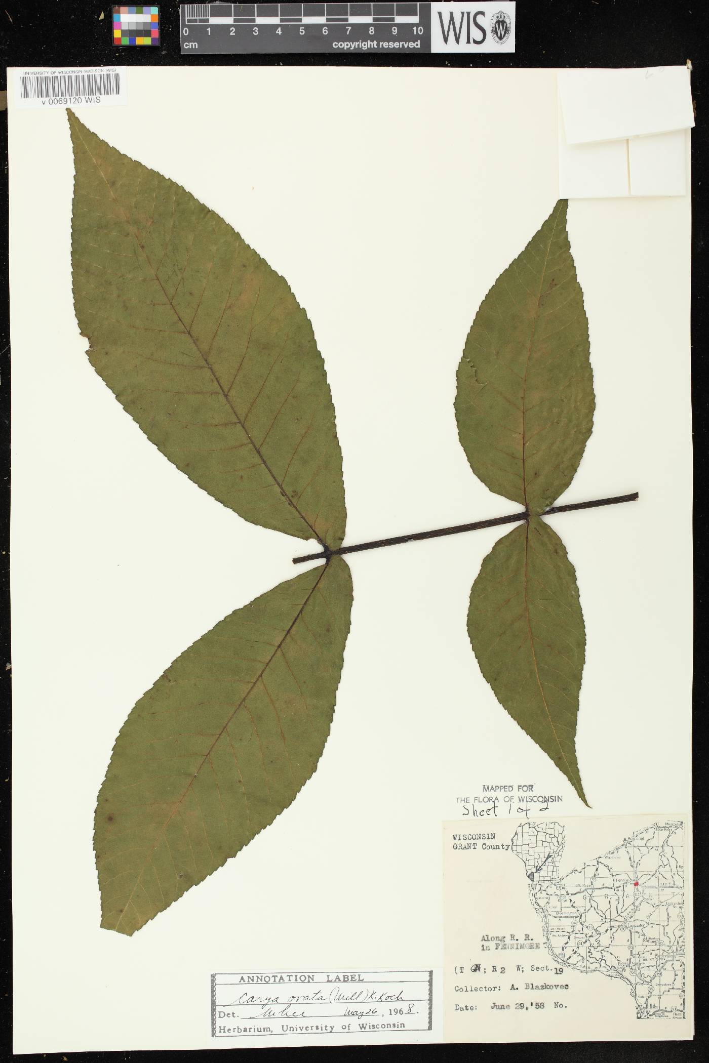 Carya ovata image