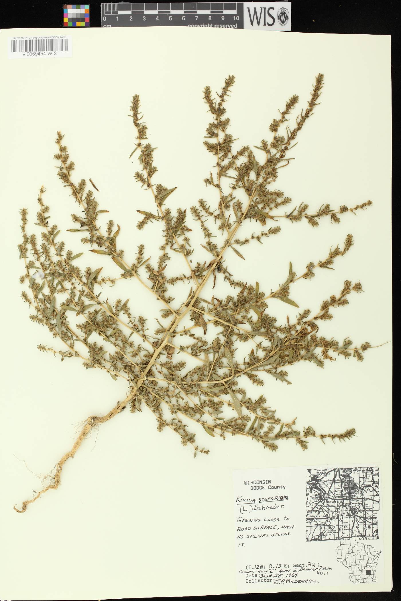 Bassia scoparia image